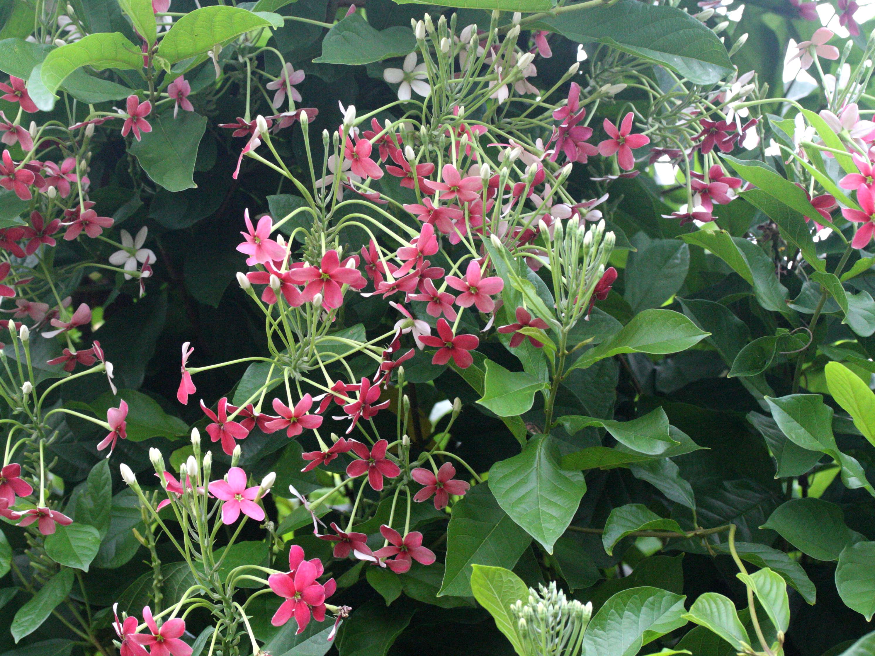 Afficher le média quisqualis_indica1bmd quisqualis_indica1bmd