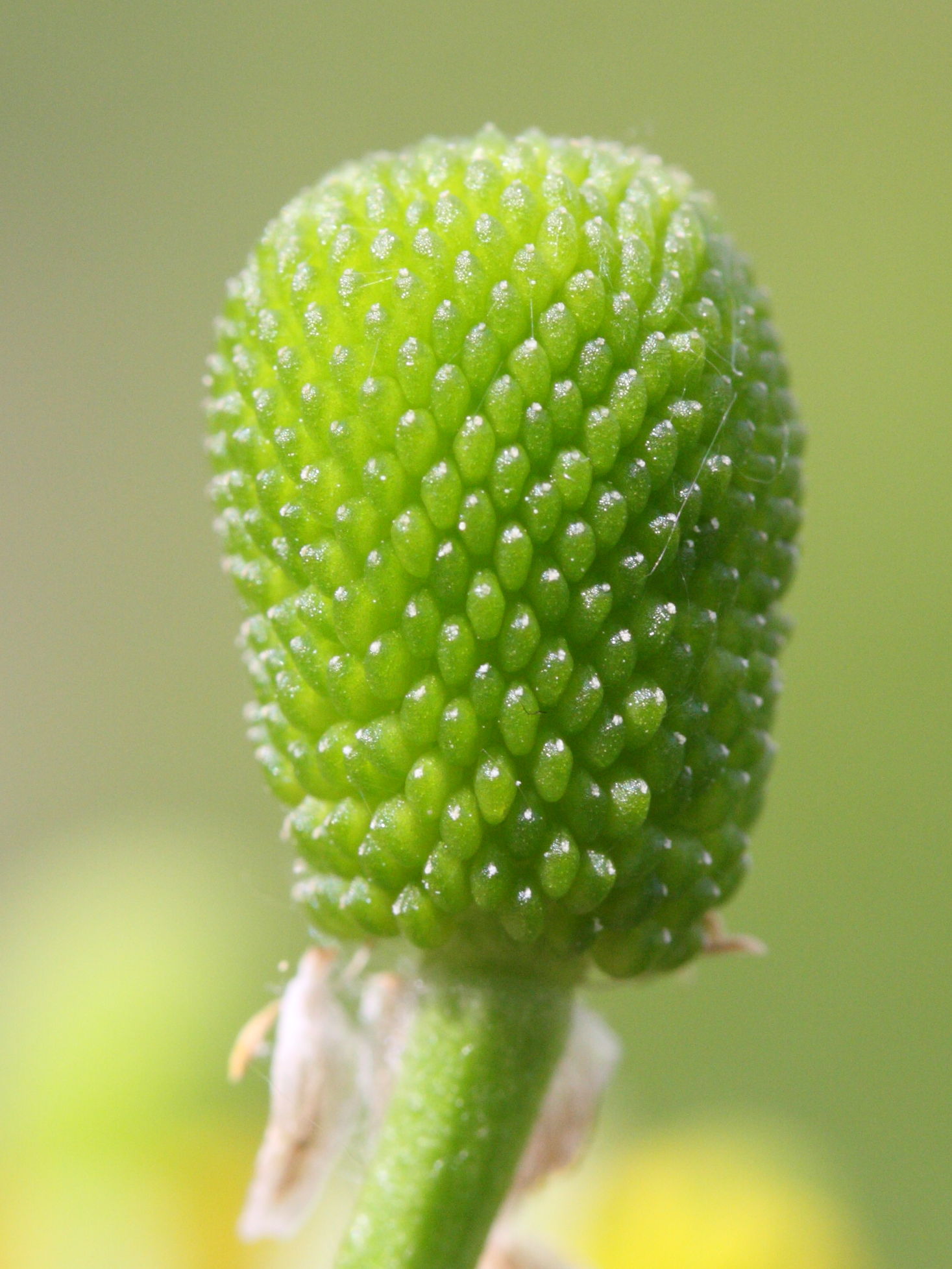 Afficher le média ranunculus_sceleratus6md ranunculus_sceleratus6md