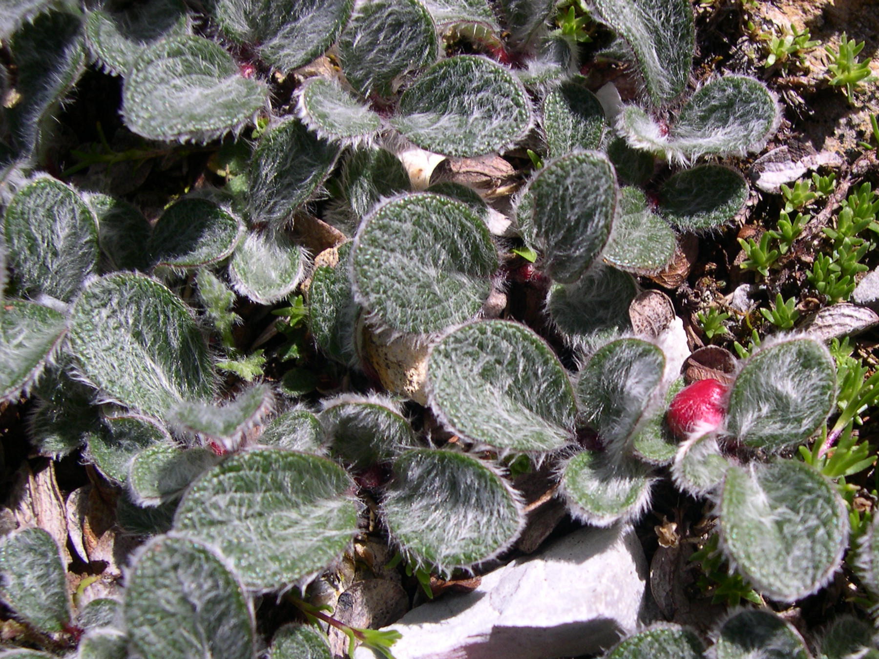 Afficher le média salix_reticulata4md salix_reticulata4md