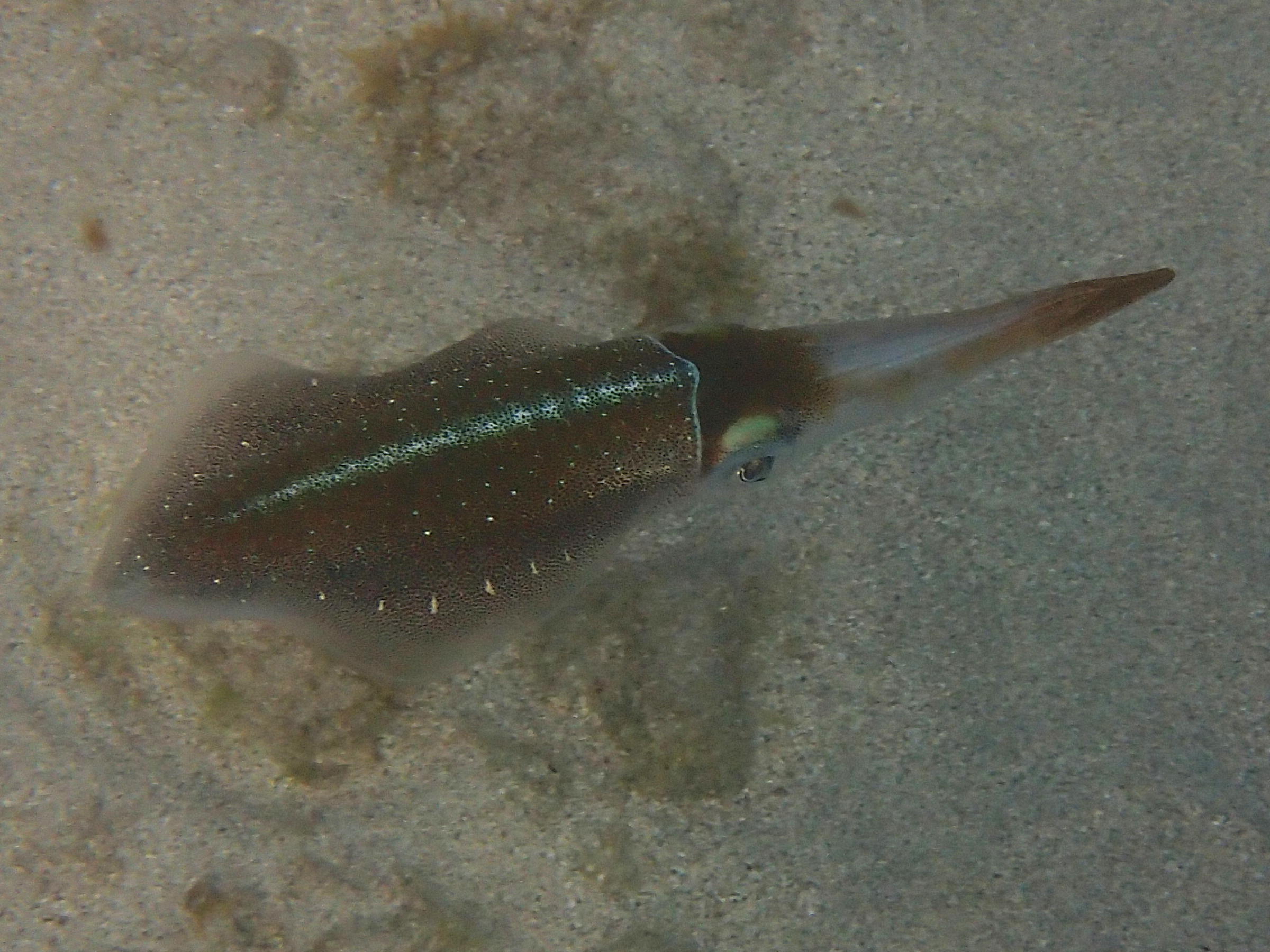 Afficher le média Sepioteuthis_sepioidea Sepioteuthis_sepioidea