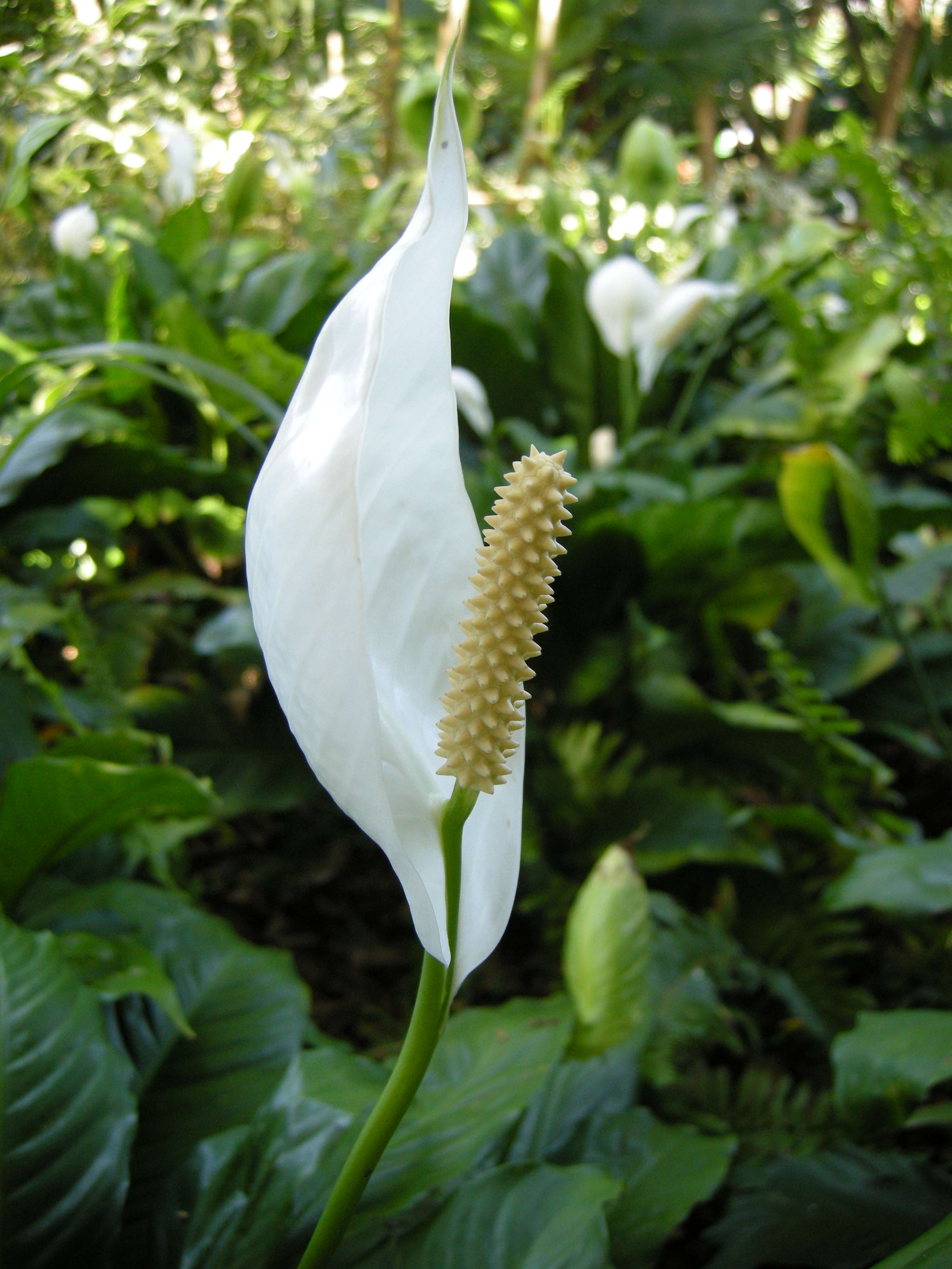 spathiphyllum_wallisii2md