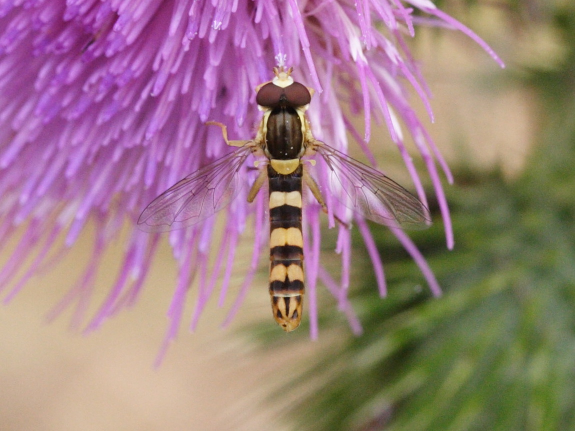 sphaerophoria_scripta4md