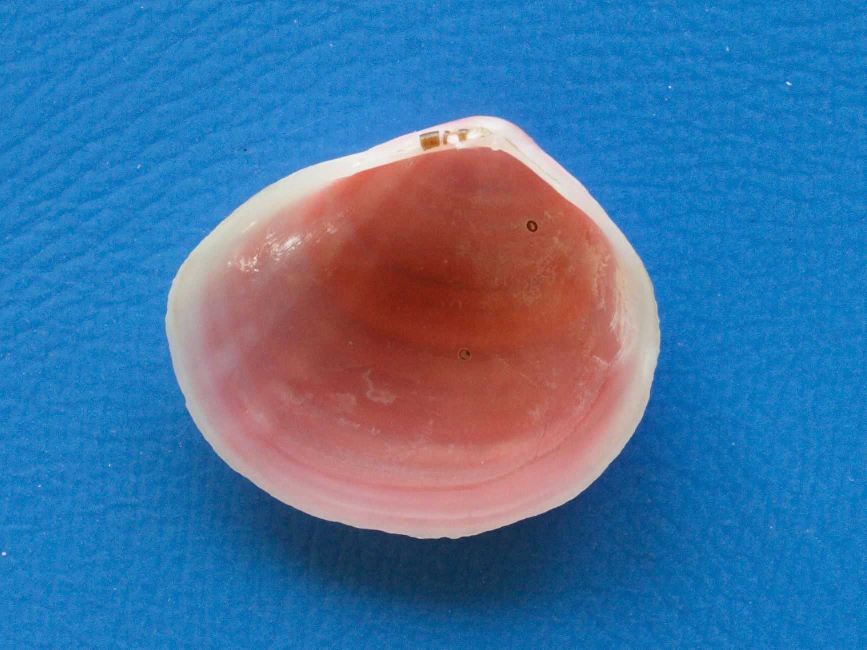 strigilla_carnaria2md