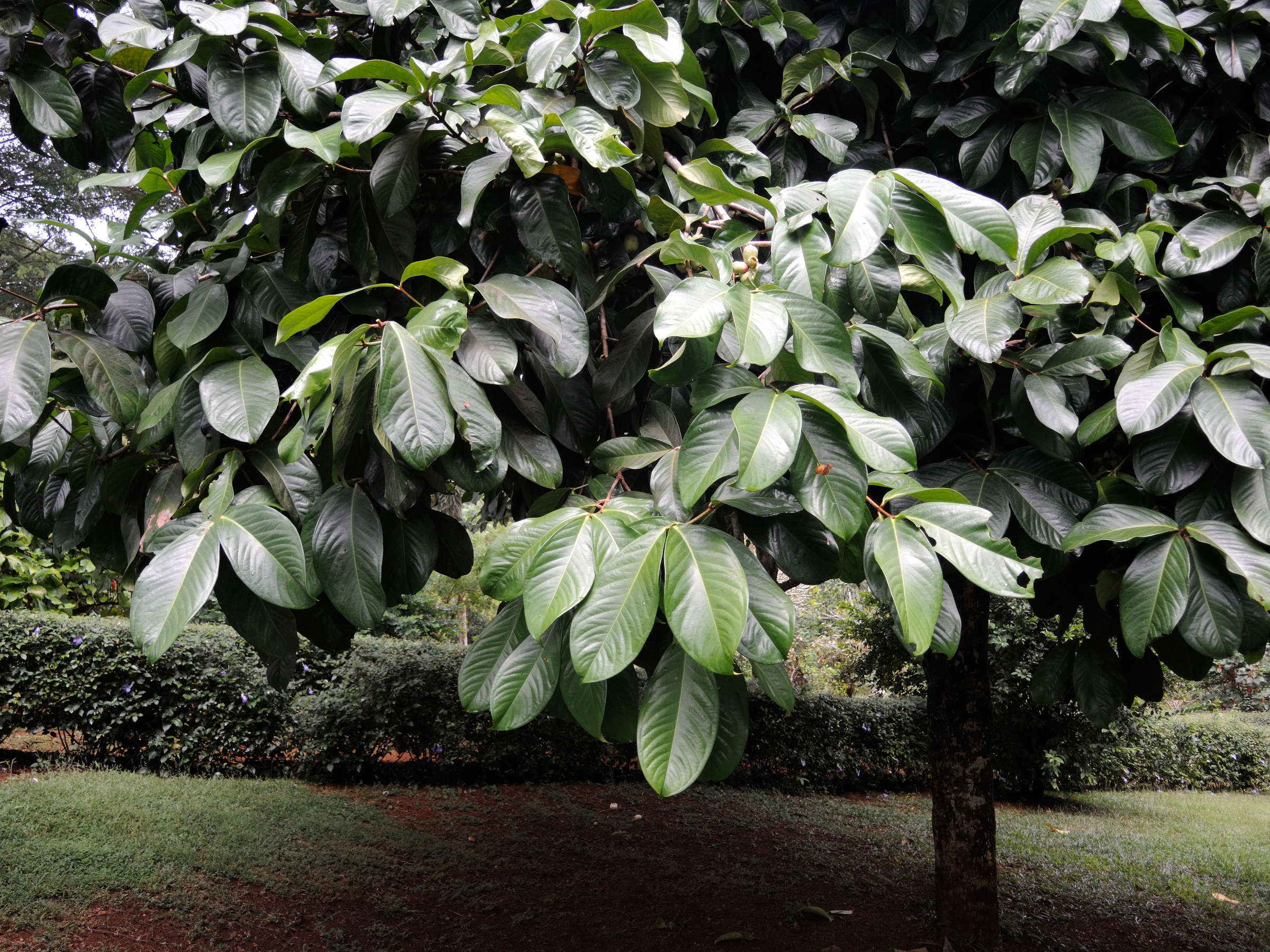 Afficher le média syzygium_malaccense7md syzygium_malaccense7md