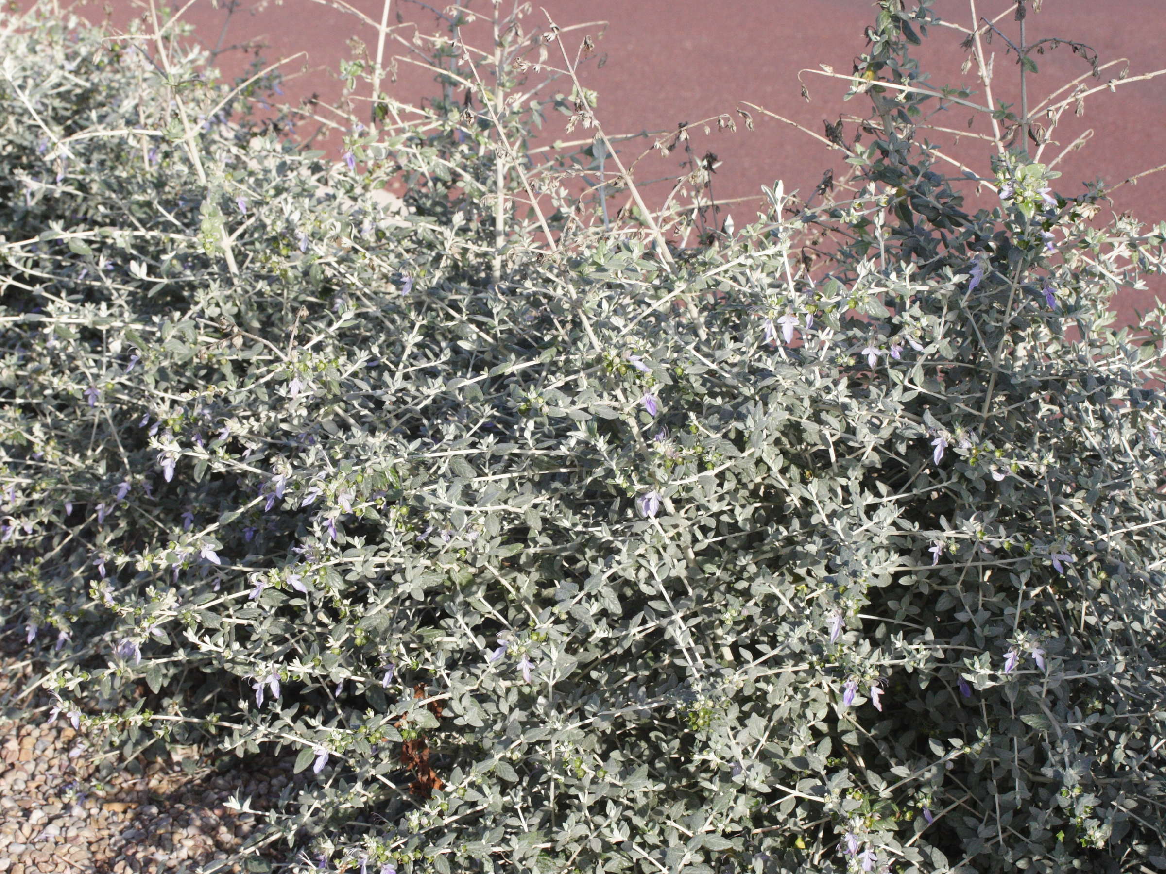 teucrium_fruticans1md