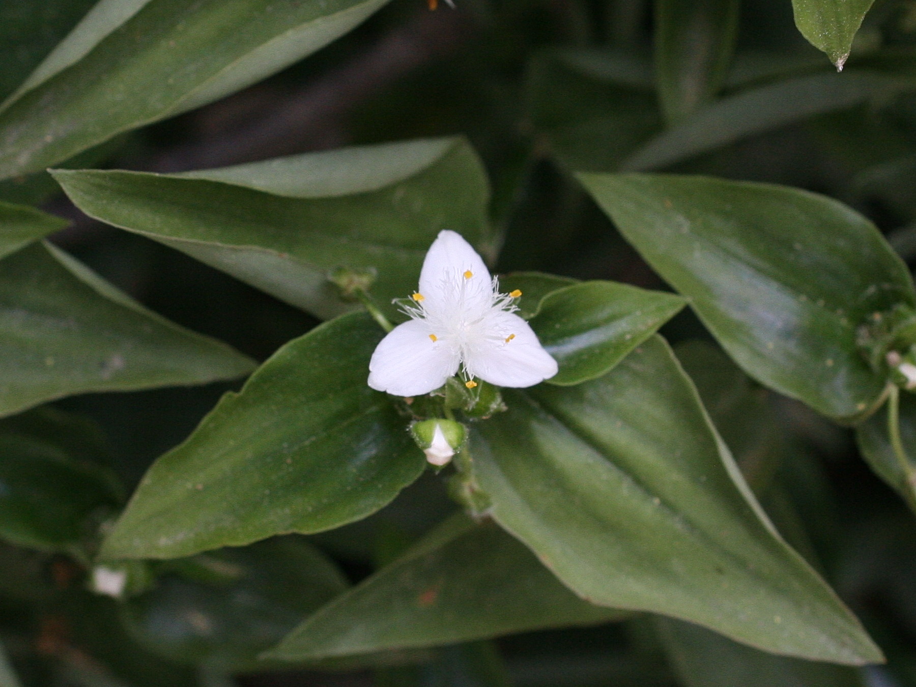 tradescantia_fluminensis2md