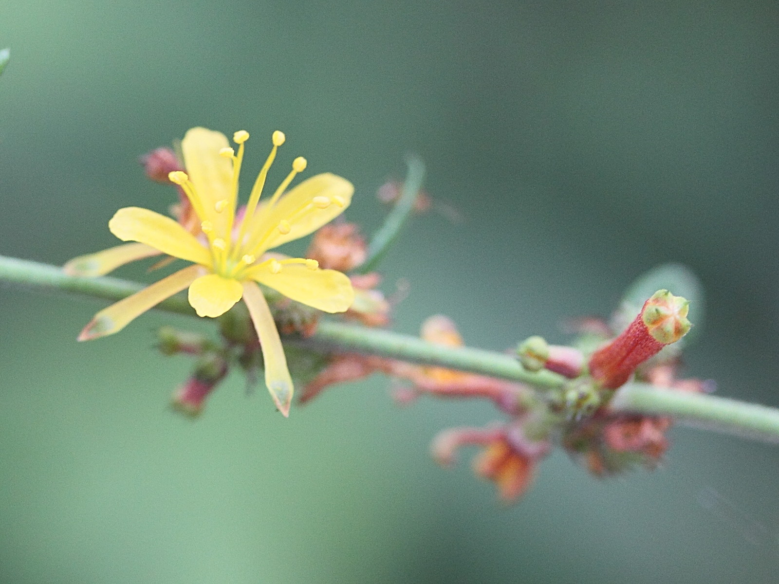 triumfetta_rhomboidea2md