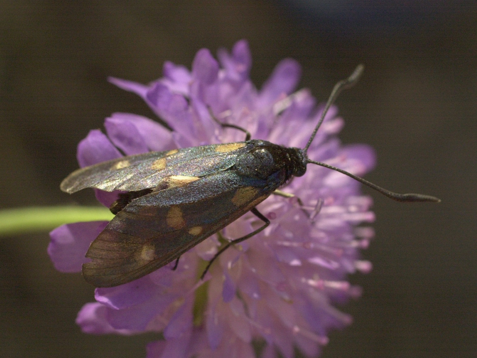 Afficher le média zygaena_viciae1md zygaena_viciae1md