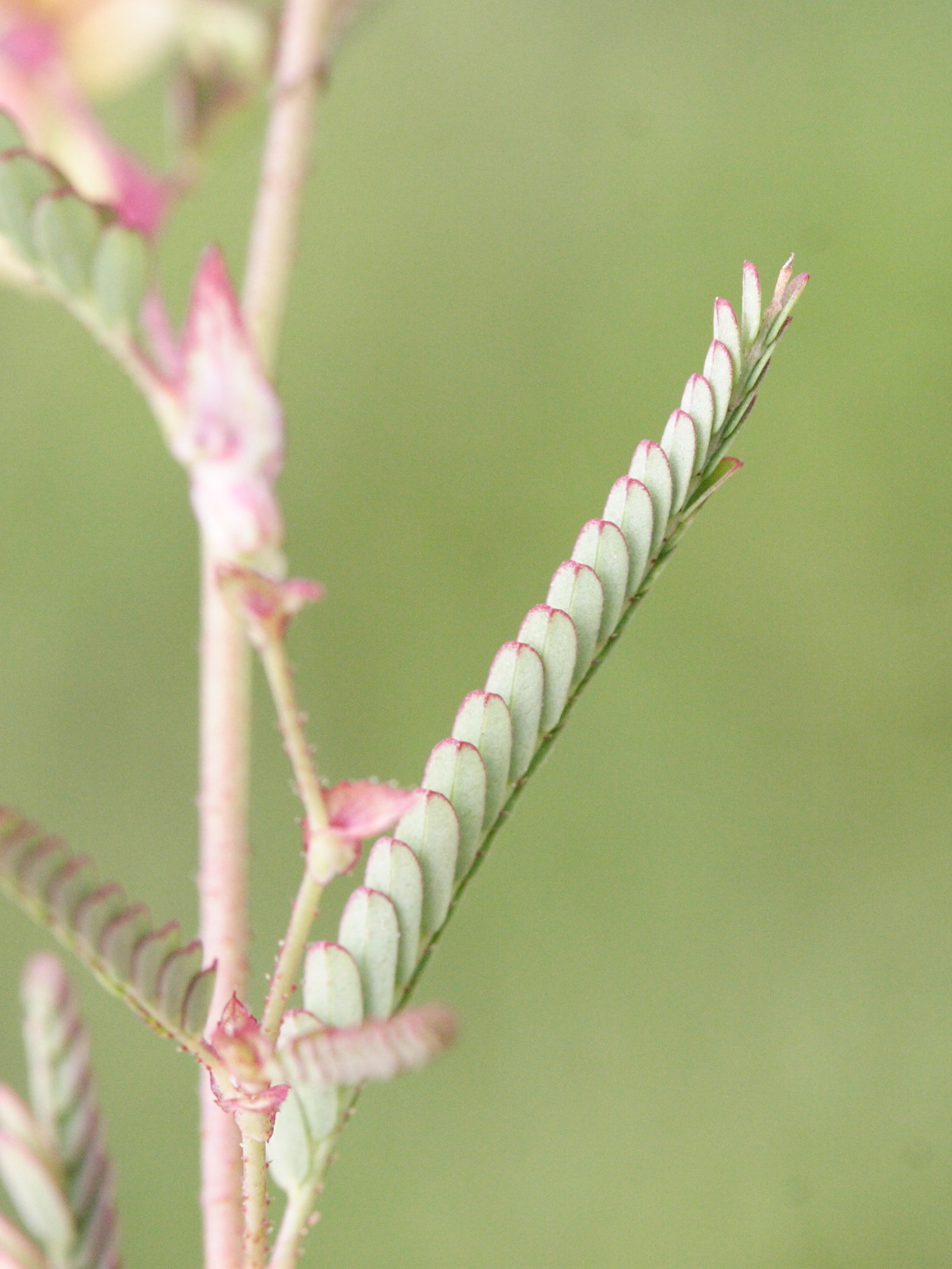 aeschynomene_indica2md