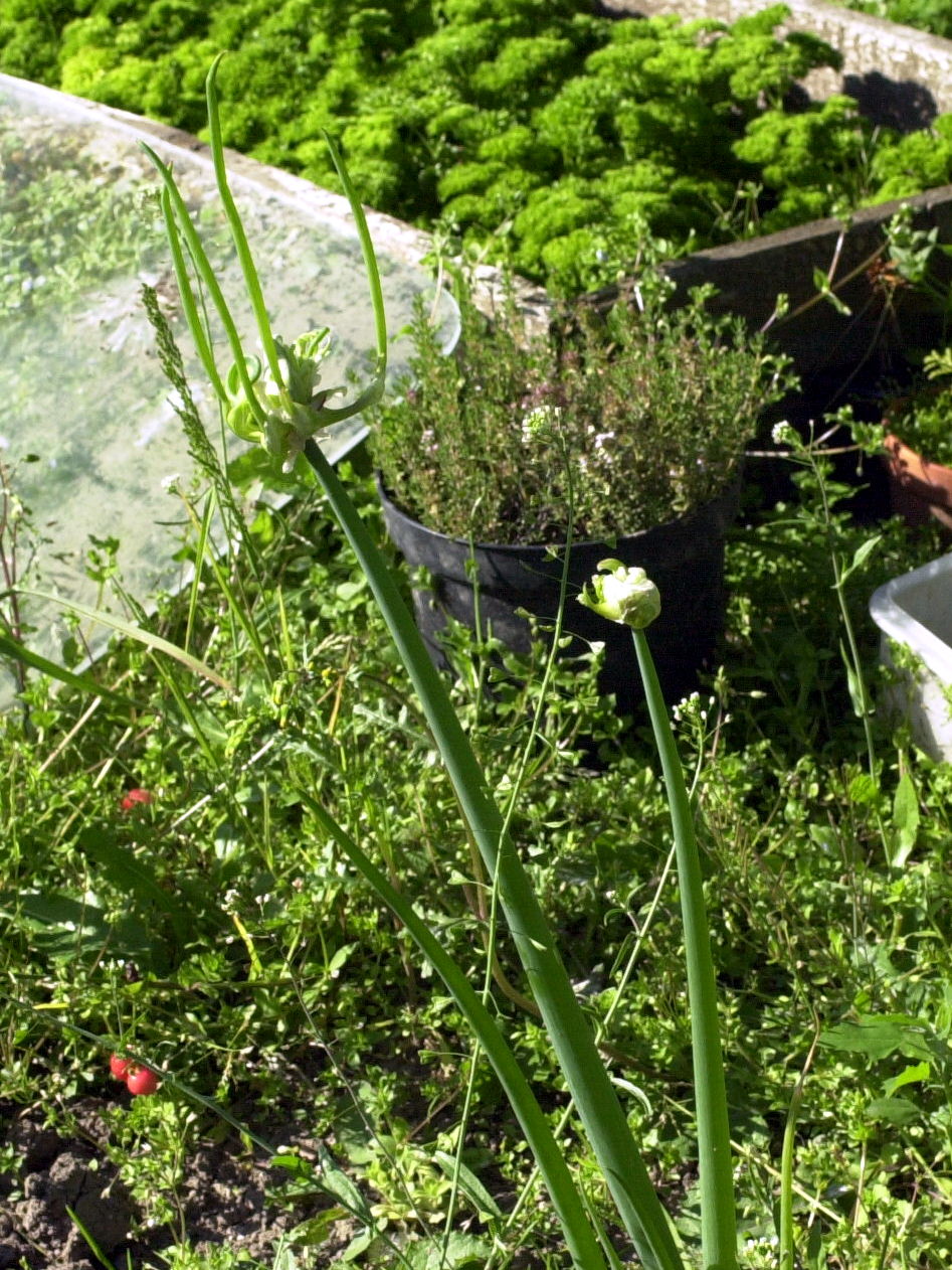 allium_scorodoprasum1md