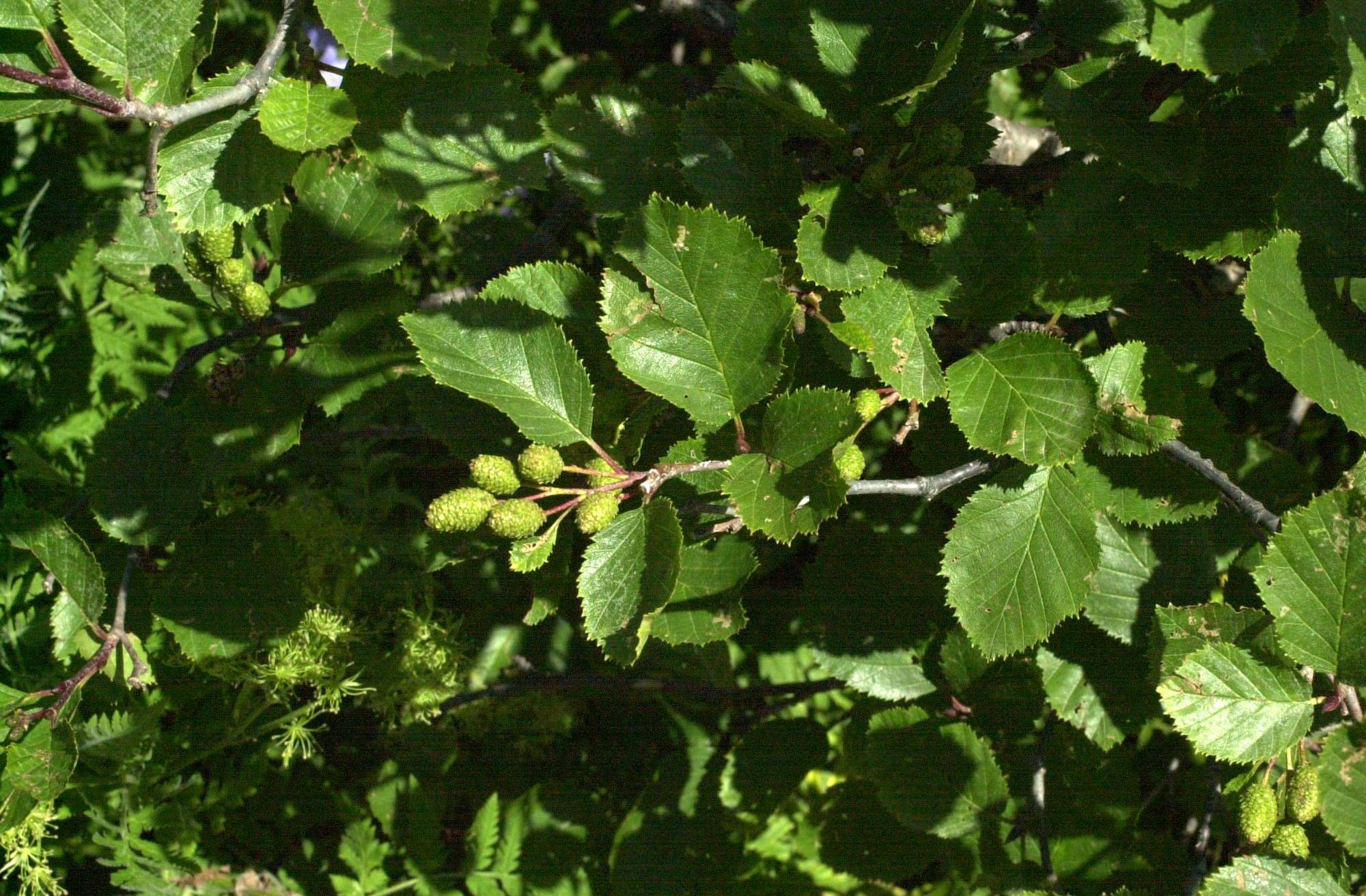 alnus_viridis2md