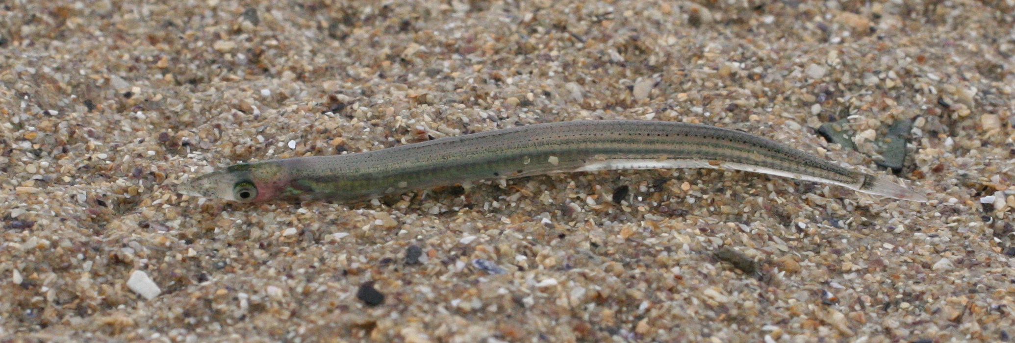 ammodytes_tobianus2bd