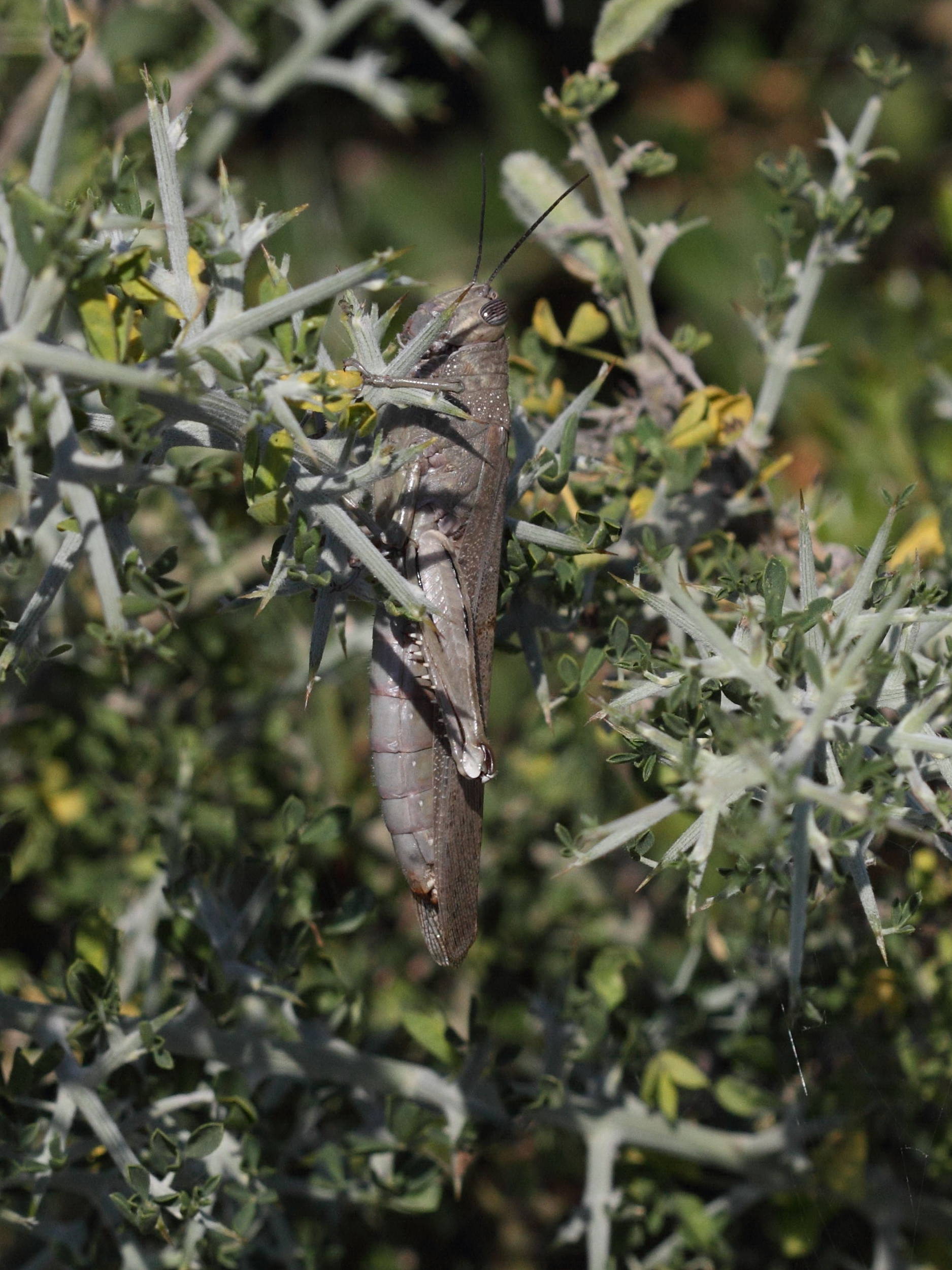 anacridium_aegyptium3bd