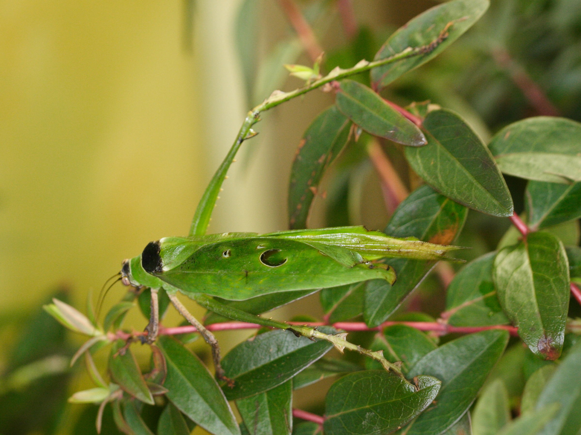 ancylecha_fenestrata1md