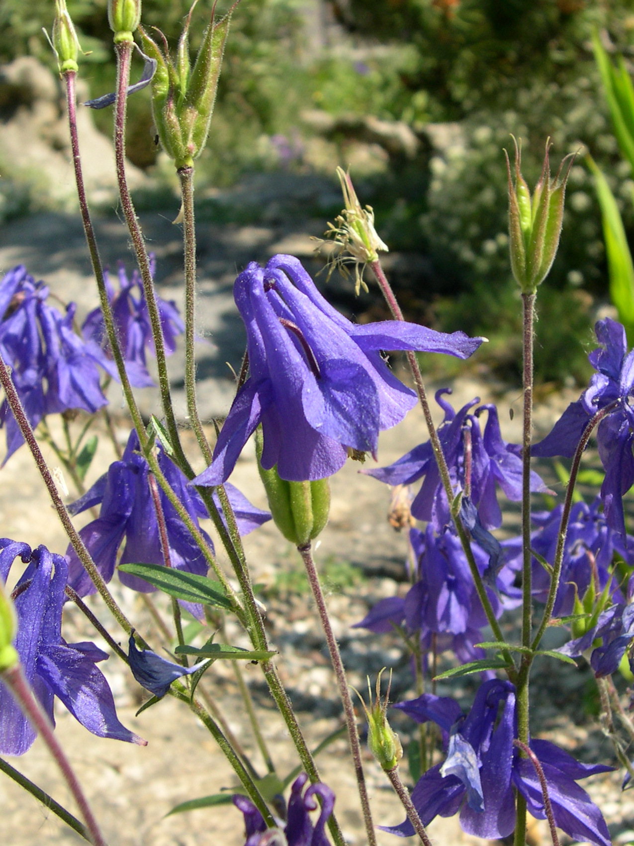 aquilegia_vulgaris4md