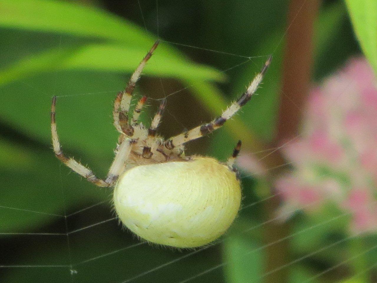 araniella_cucurbitina6bmv