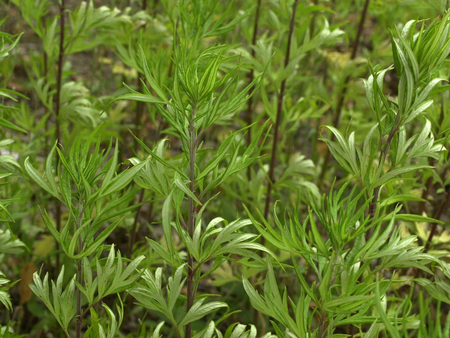 artemisia_verlotiorum3md