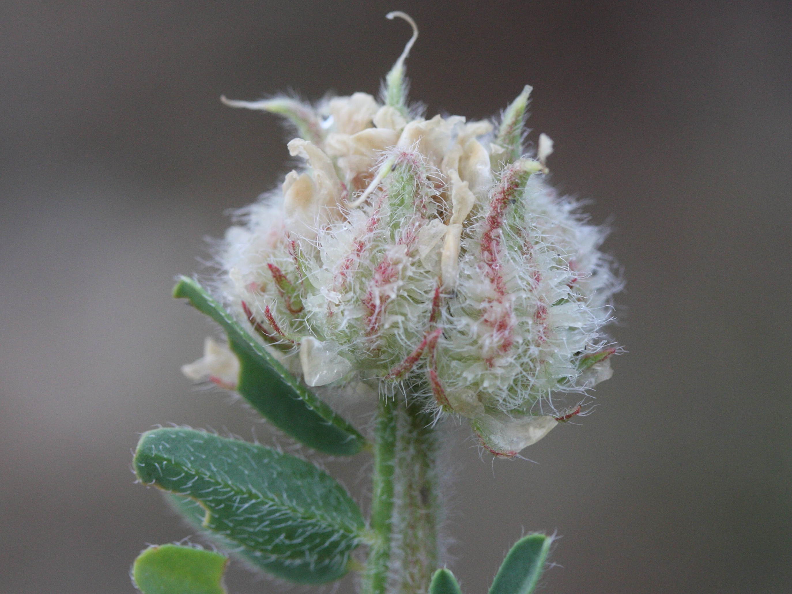 astragalus_echinatus2md