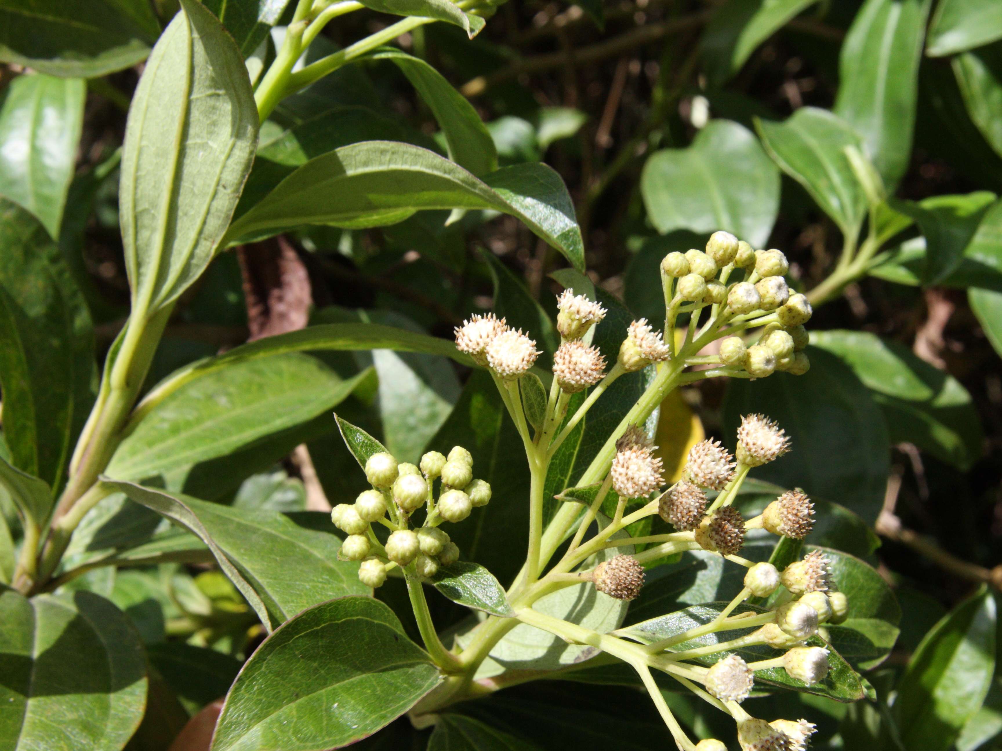 baccharis_pedunculata4md