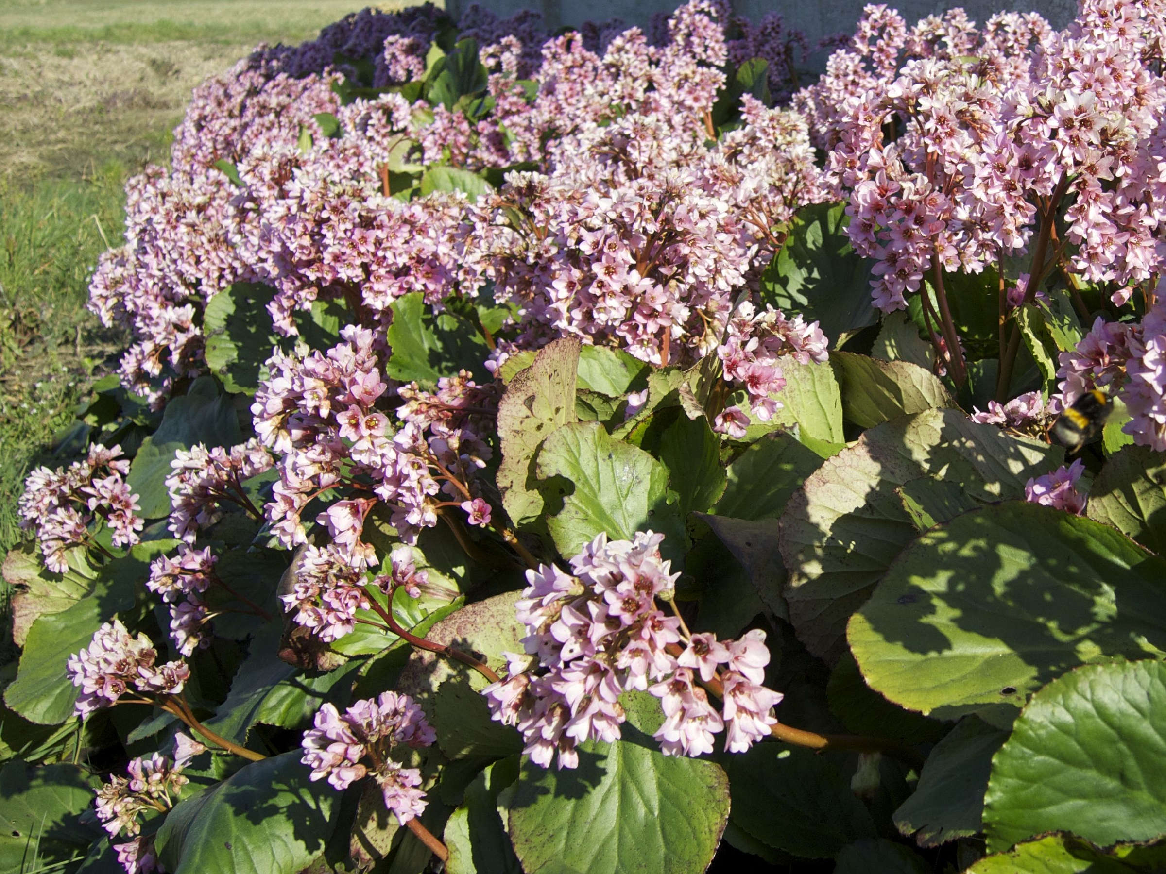 Afficher le média bergenia_cordifolia4md bergenia_cordifolia4md