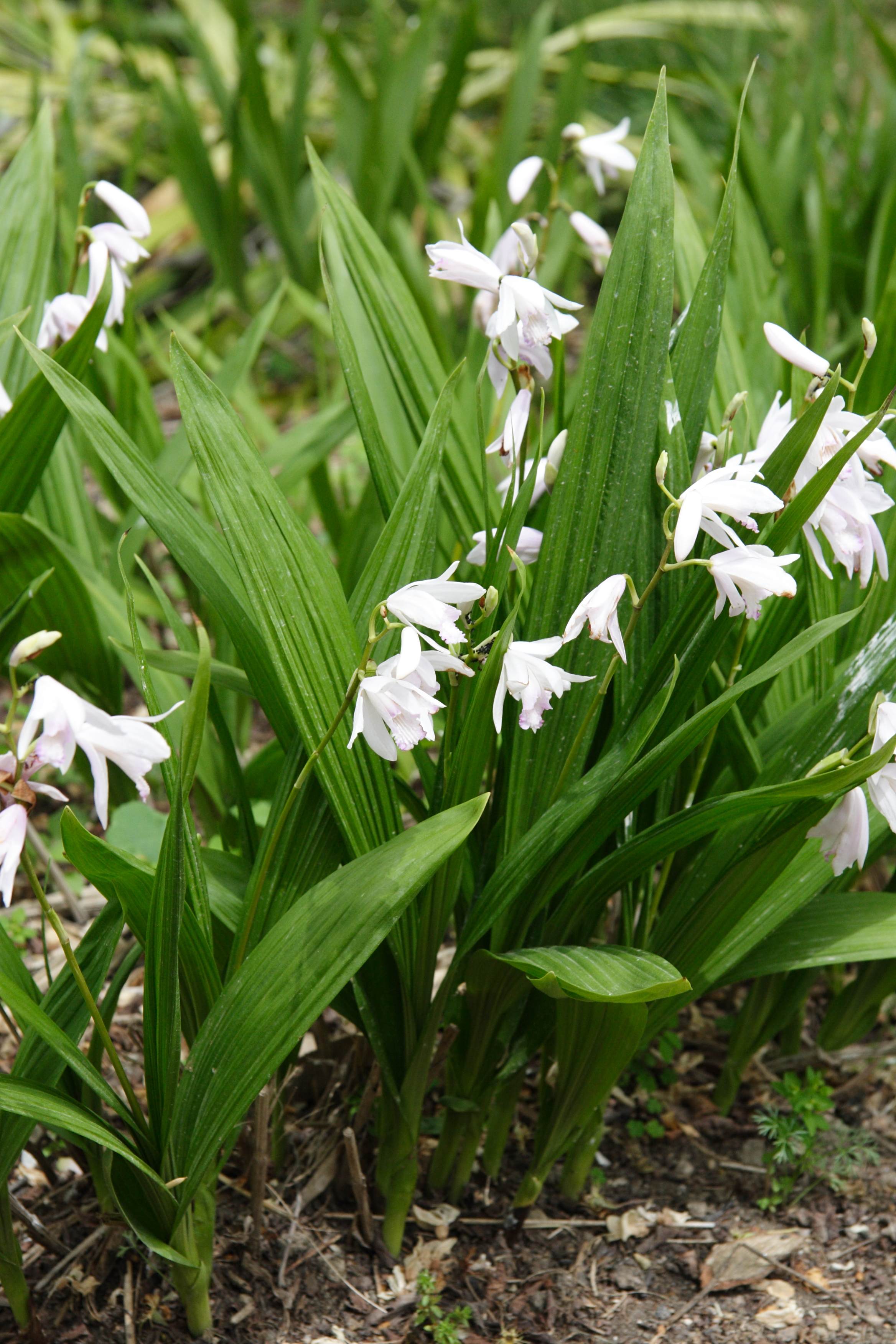 bletilla_striata1md