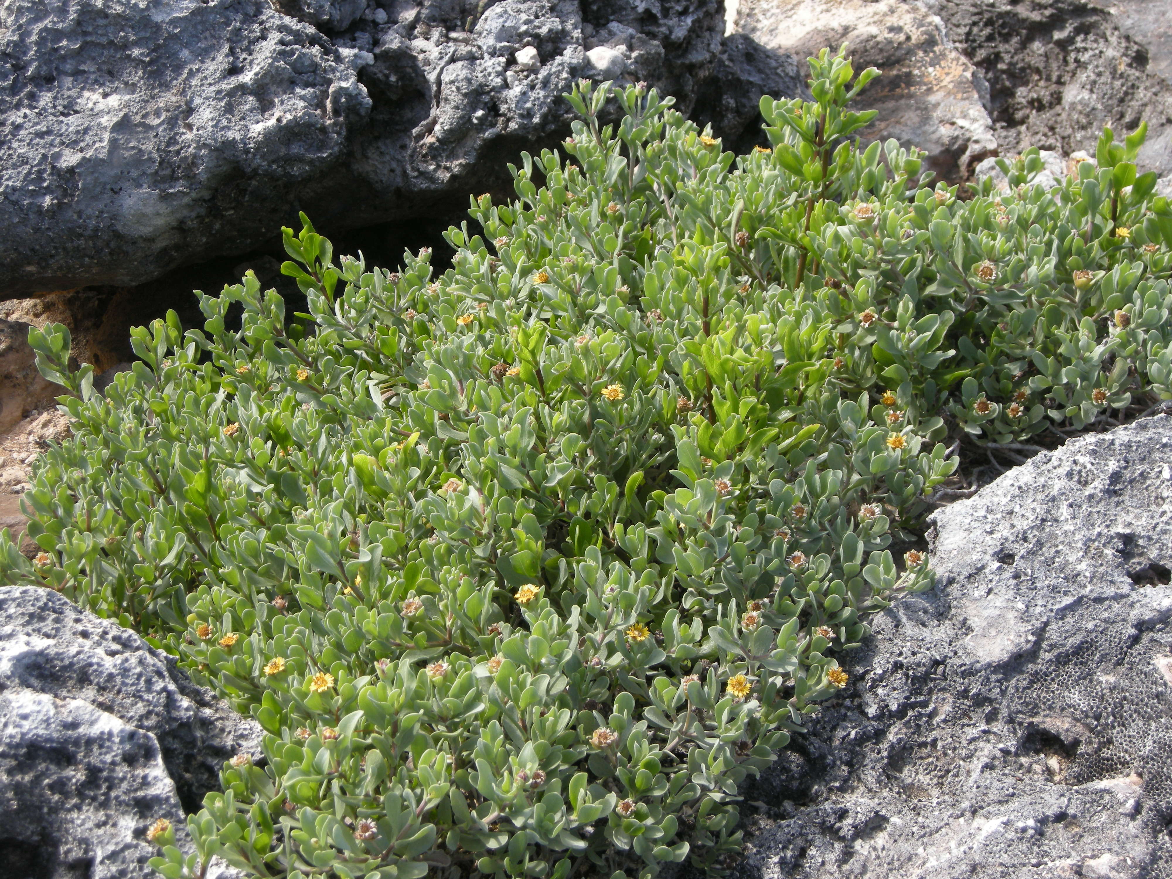 Afficher le média Borrichia_arborescens Borrichia_arborescens