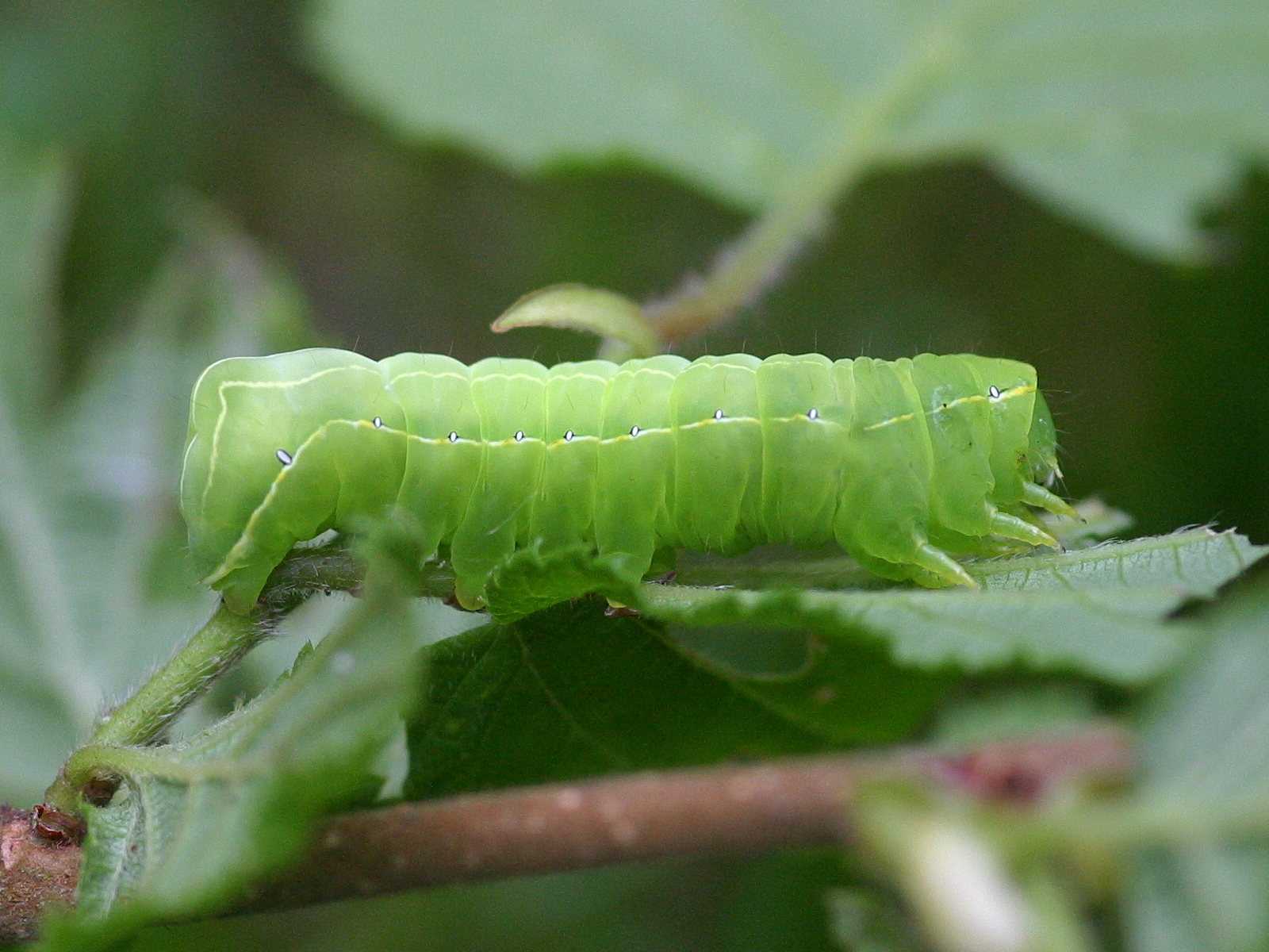 brachionycha_sphinx_ch2bd