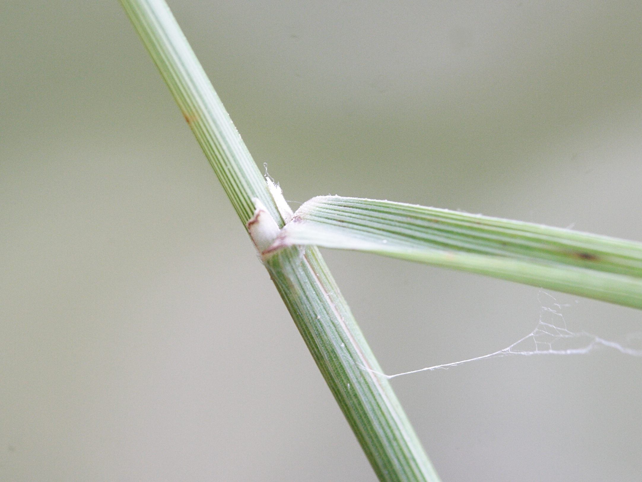 brachypodium_pinnatum2md