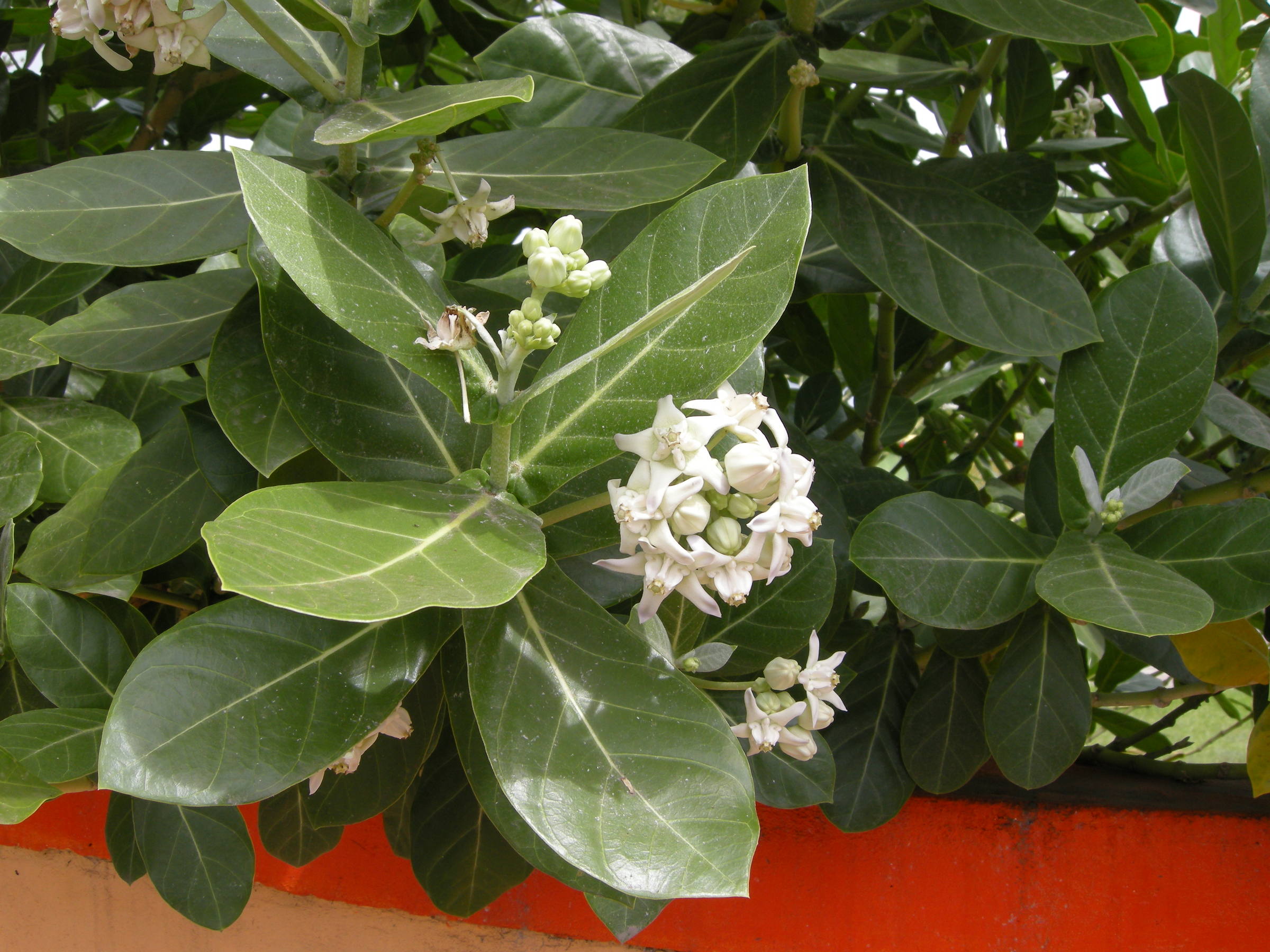 calotropis_gigantea2md