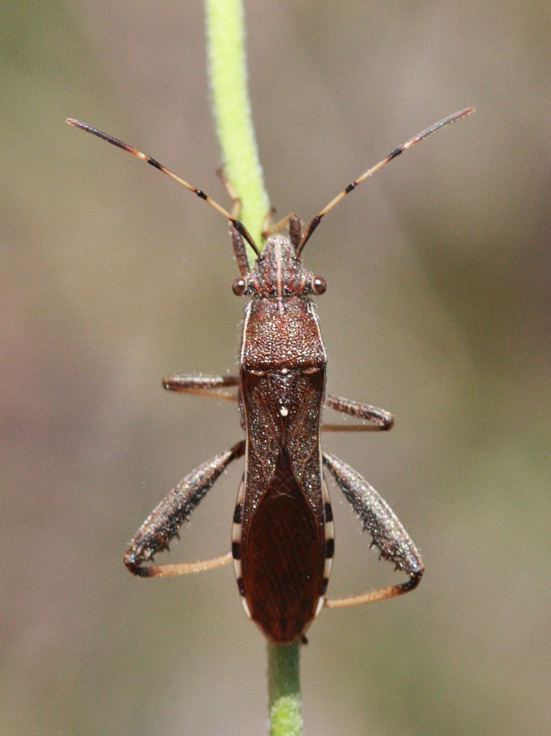 camptopus_lateralis1bd