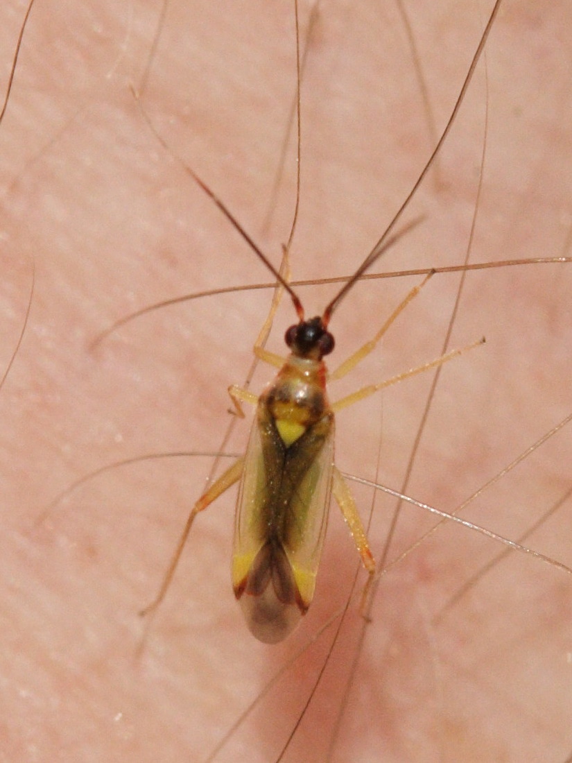 campyloneura_virgula1md