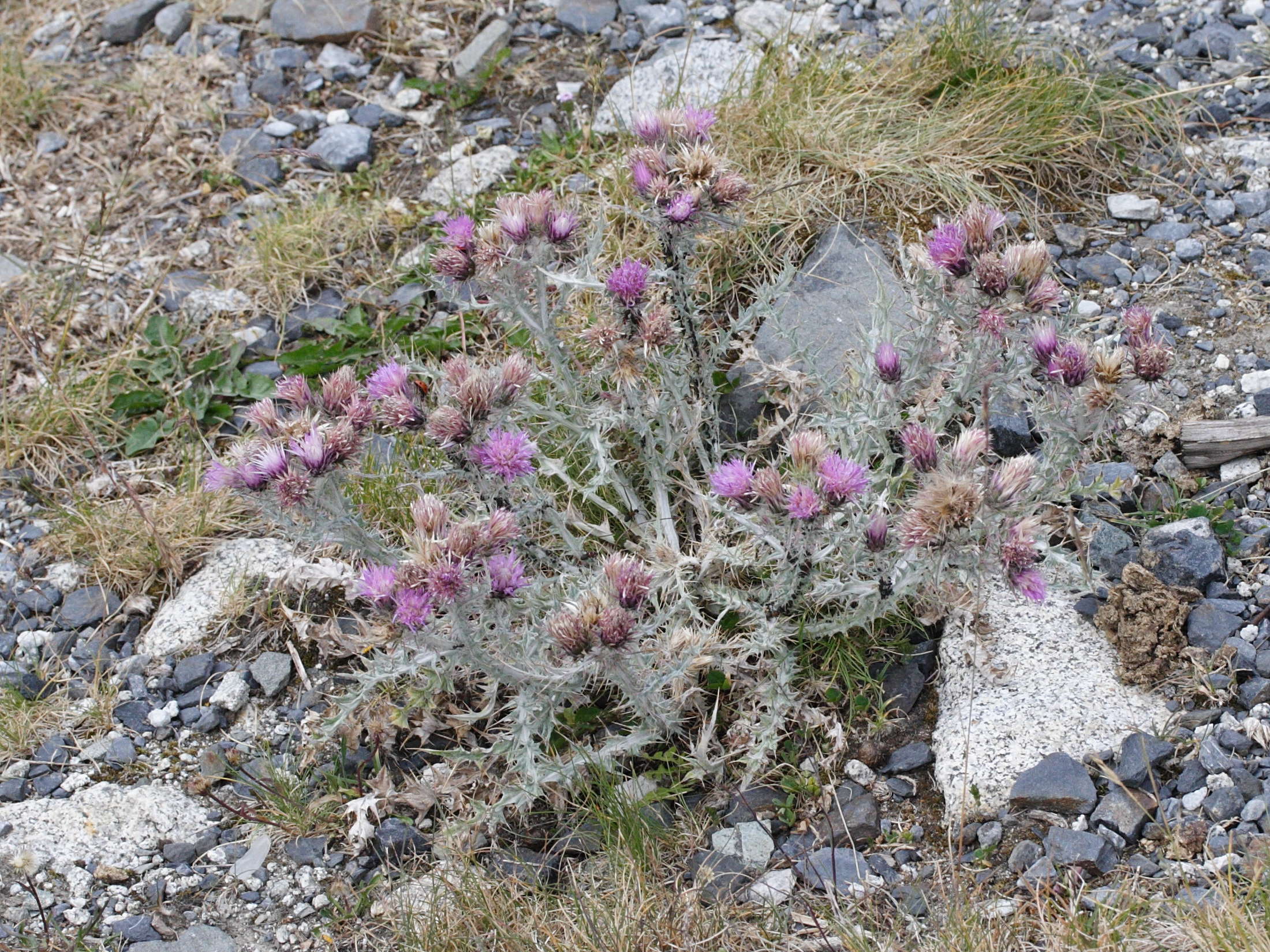 carduus_carlinoides1md