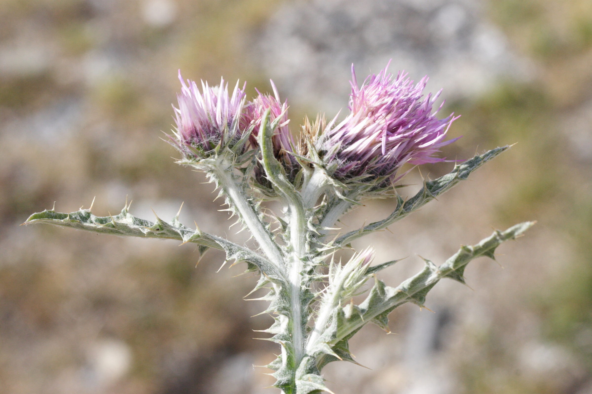 carduus_carlinoides2md