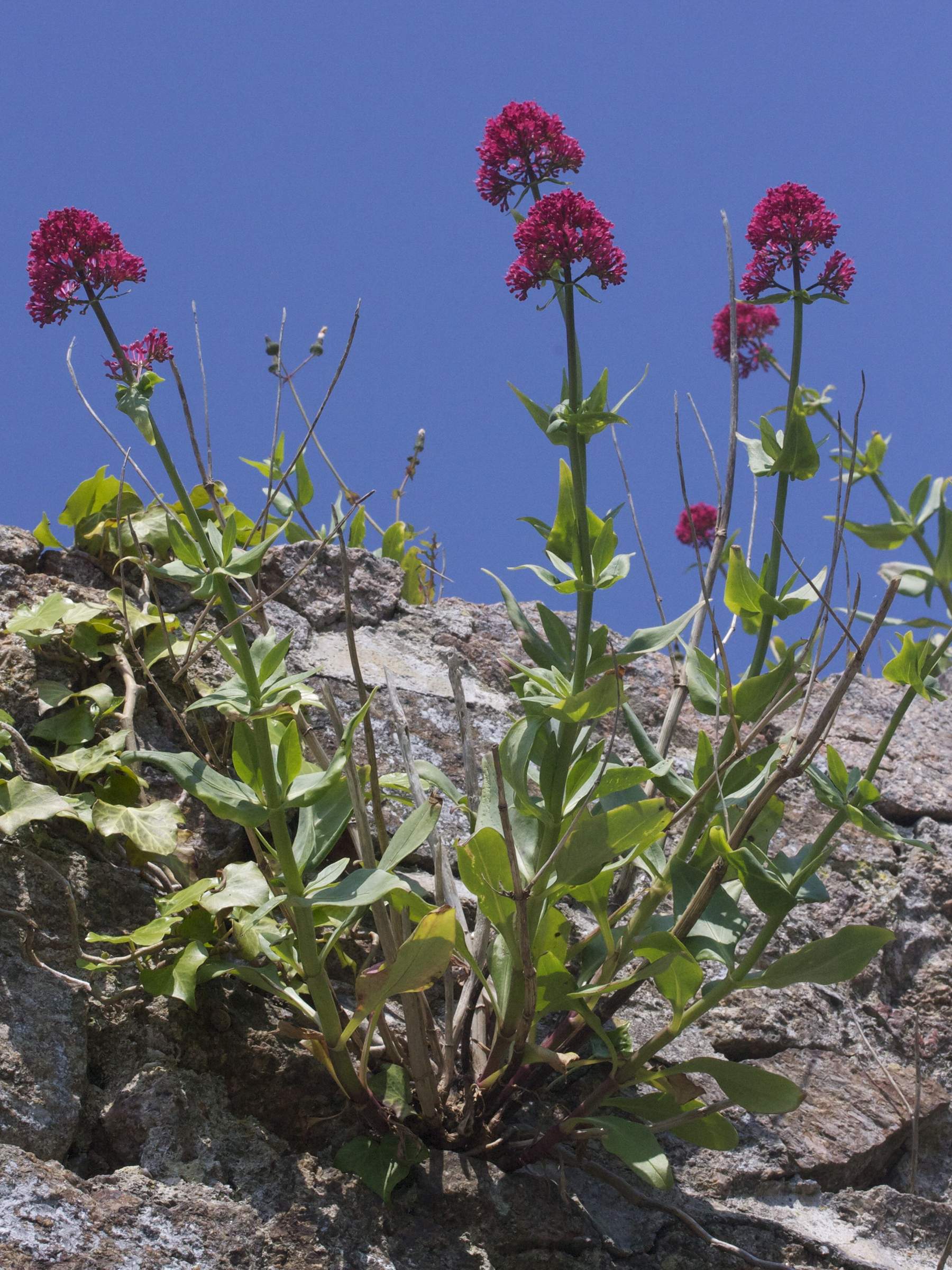 centranthus_ruber3md