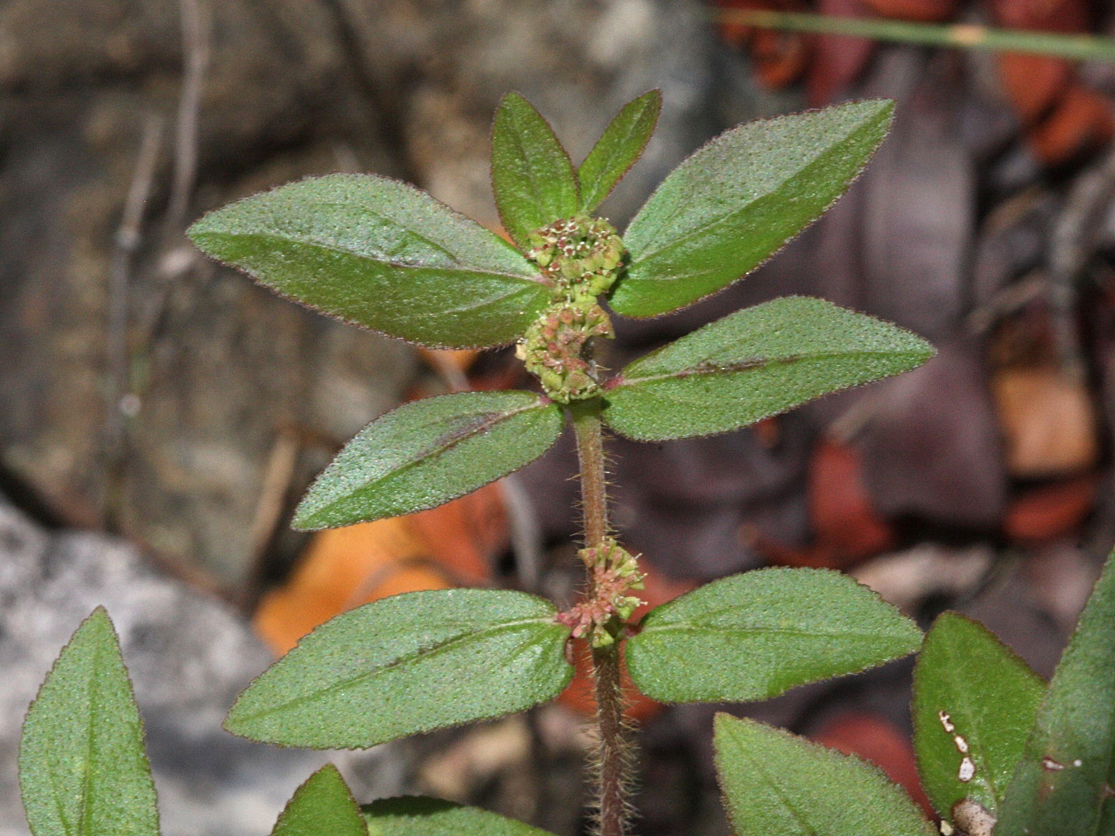 Afficher le média chamaesyce_hirta2md chamaesyce_hirta2md