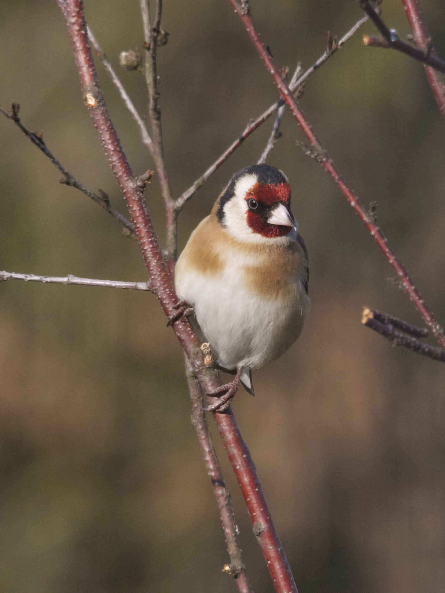 chardonneret_elegant_-_carduelis_carduelis1md