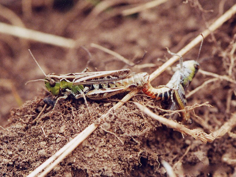 Chorthippus_biguttulus