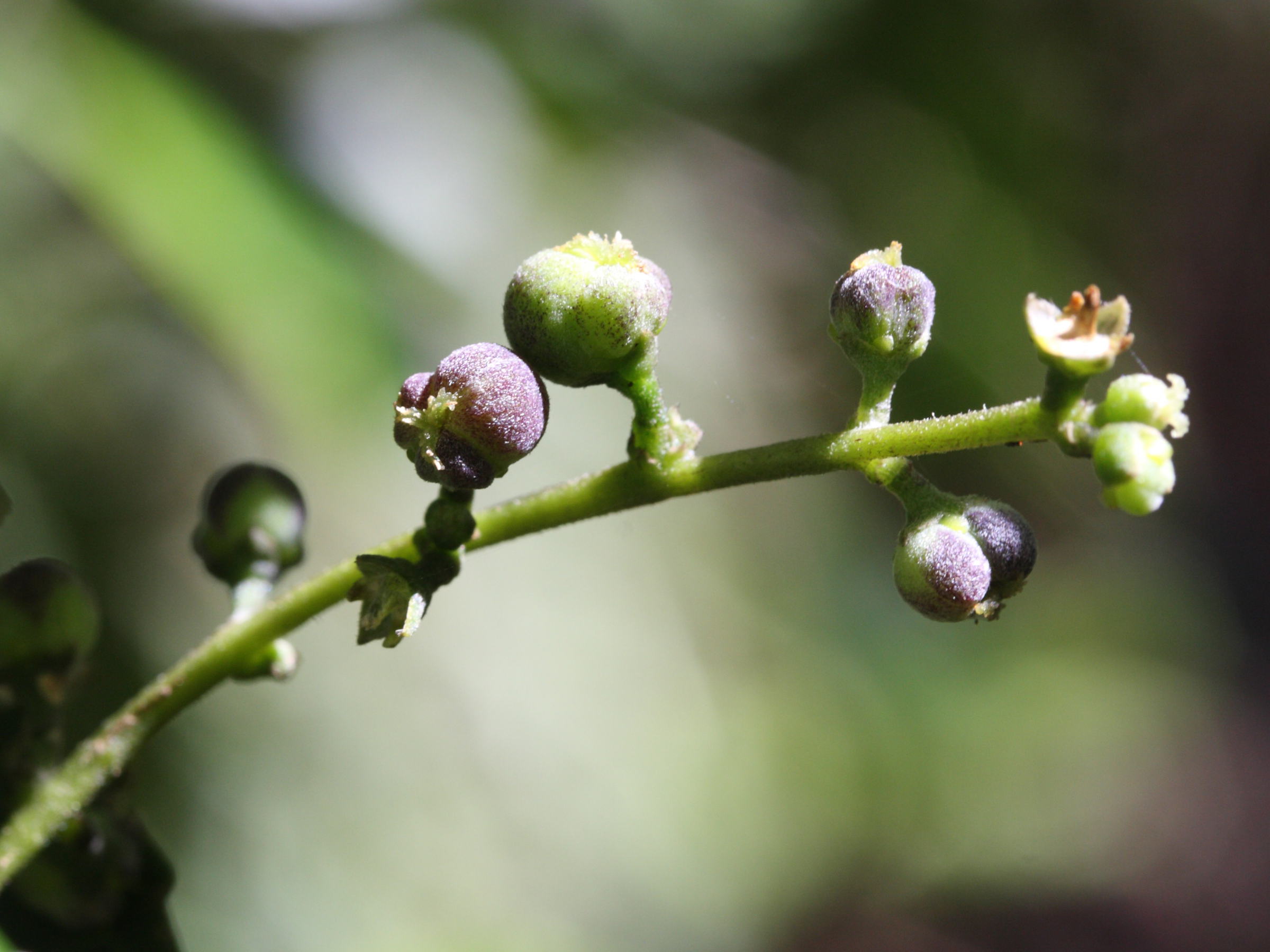 claoxylon_glandulosum3md