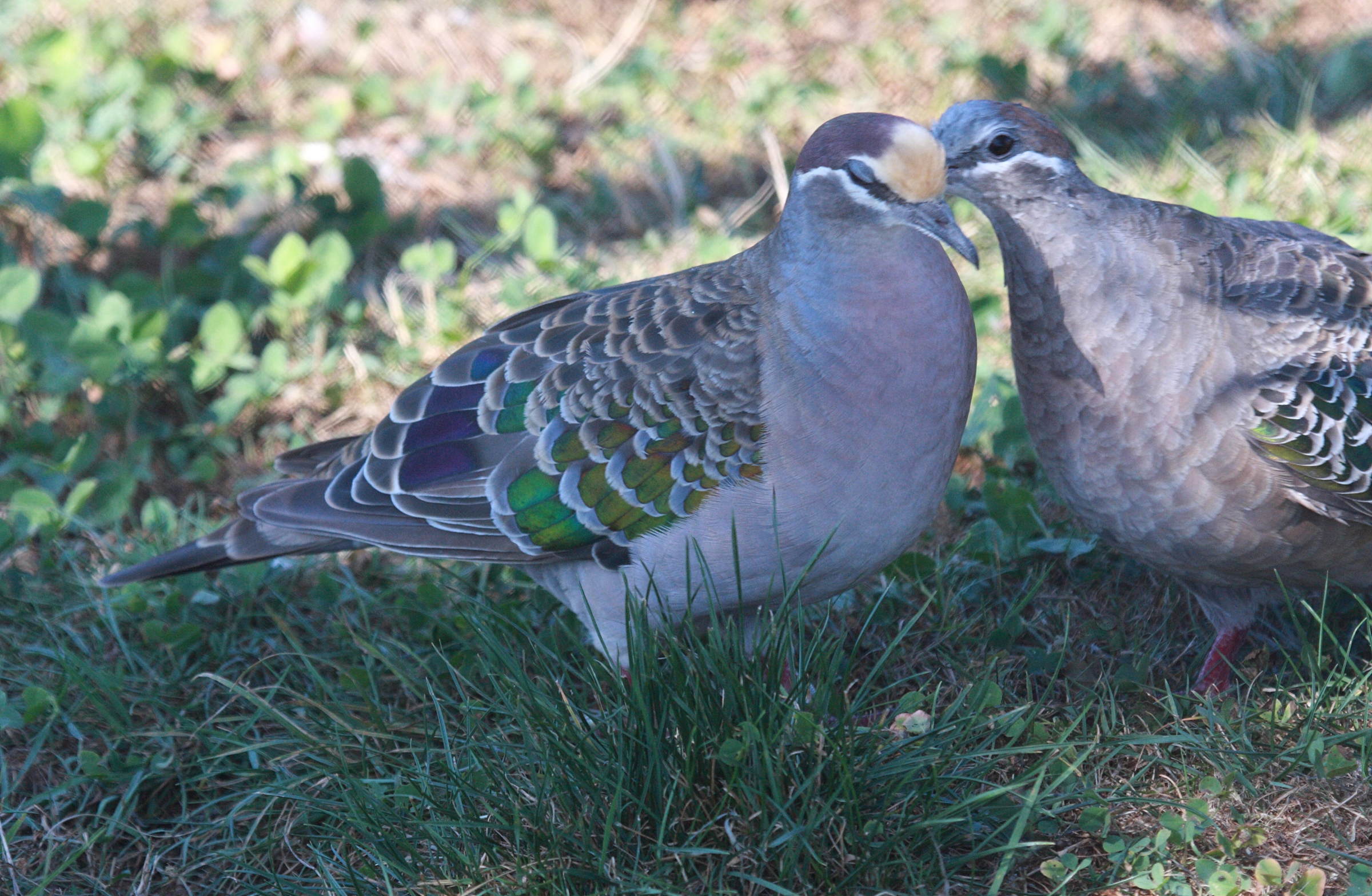 colombine_lumachelle_-_phaps_chalcoptera2bd