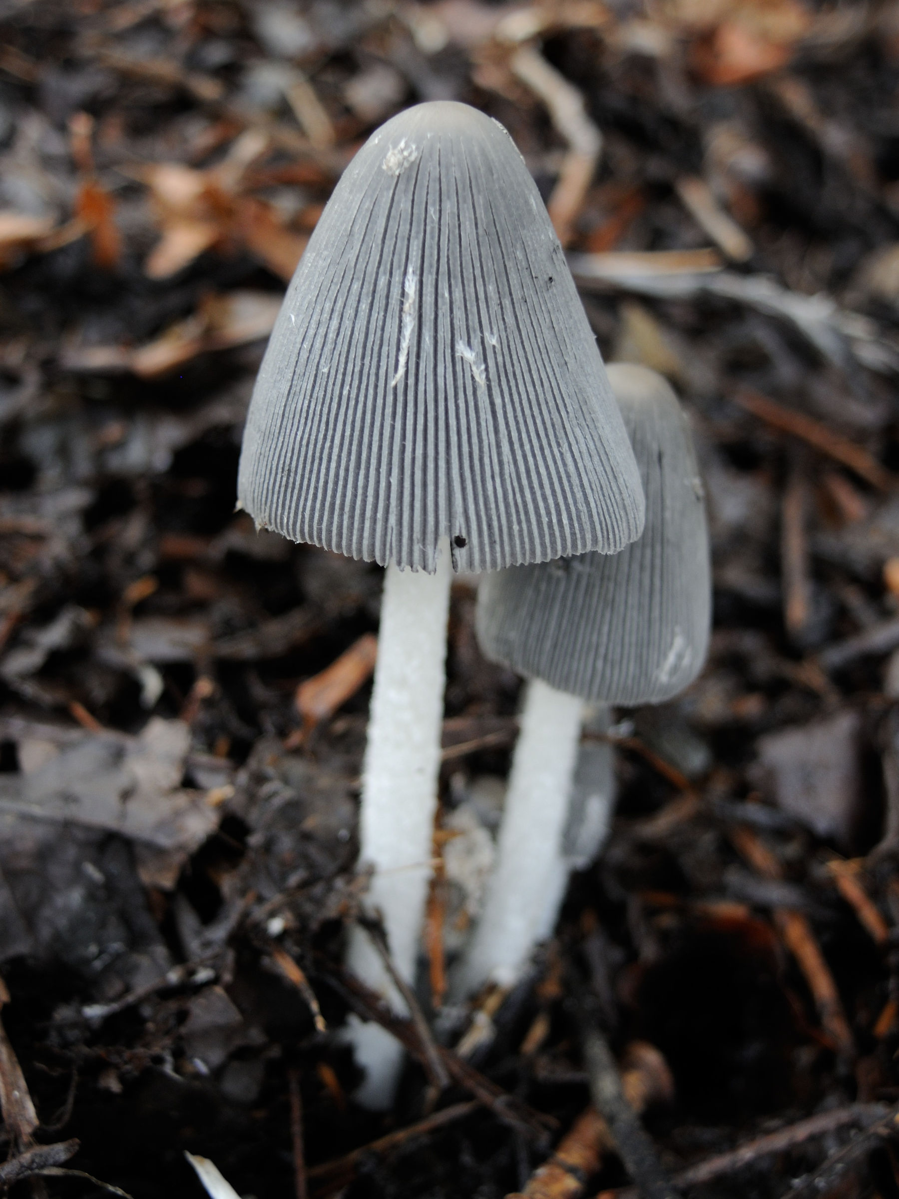 Afficher le média coprinopsis_lagopus4md coprinopsis_lagopus4md