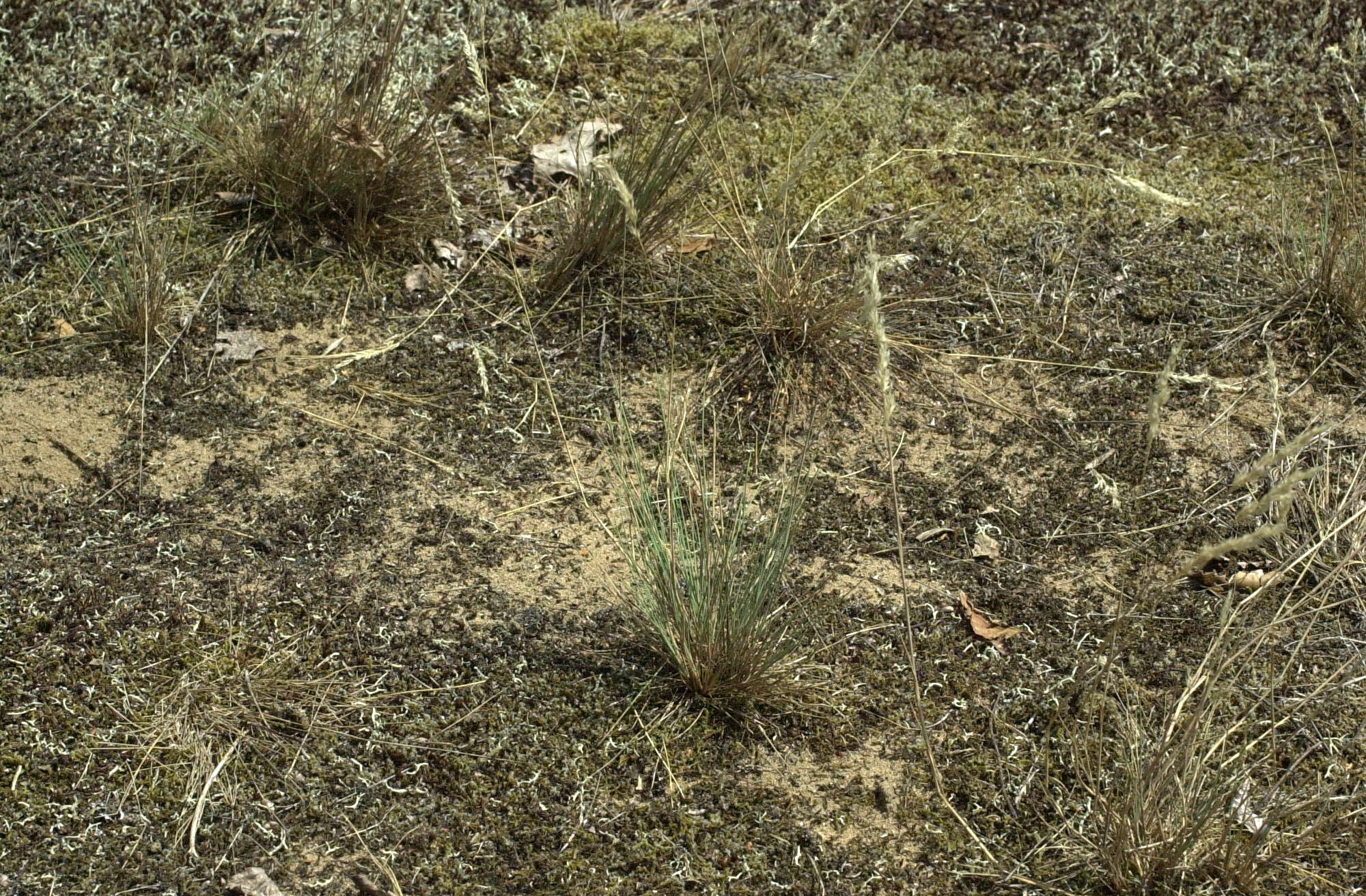 Afficher le média corynephorus_canescens1md corynephorus_canescens1md