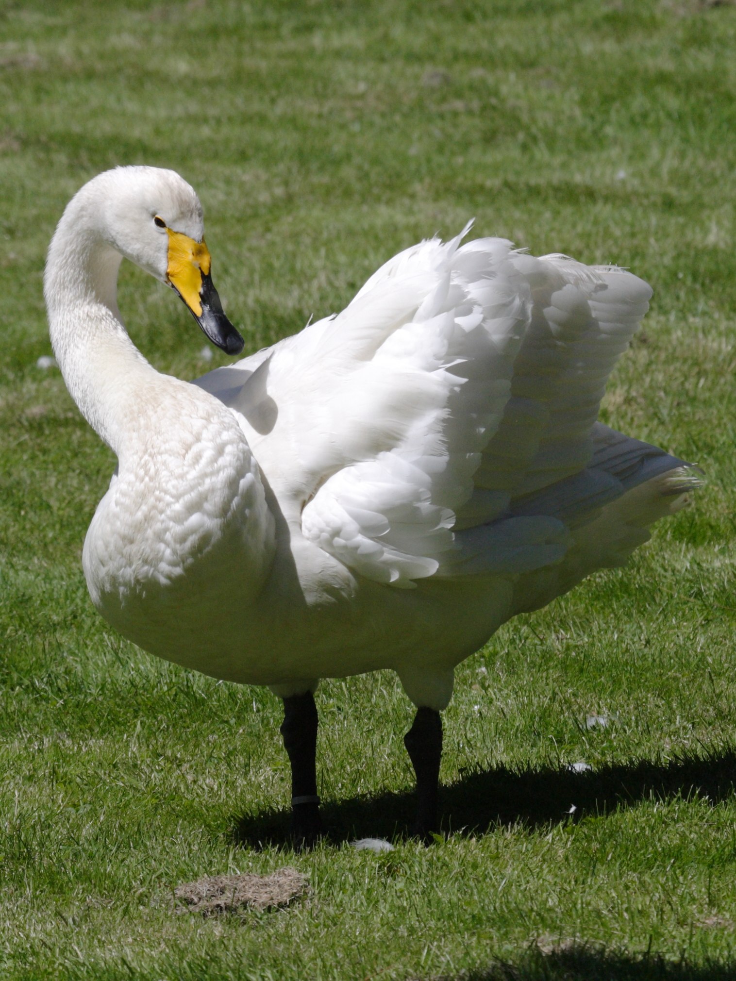 cygne_chanteur_-_cygnus_cygnus1bd