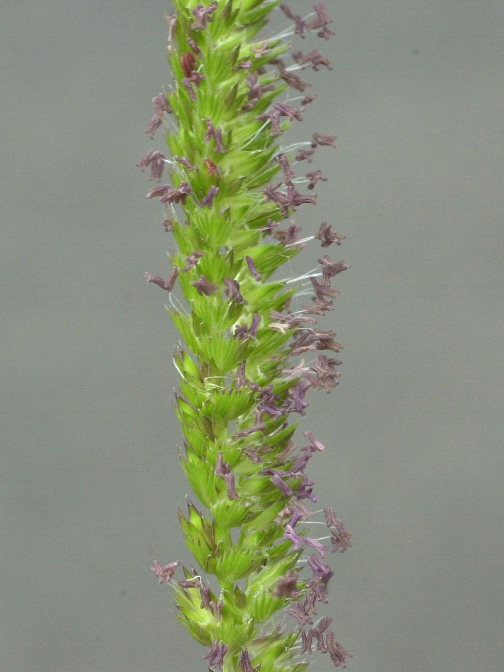 cynosurus_cristatus3md