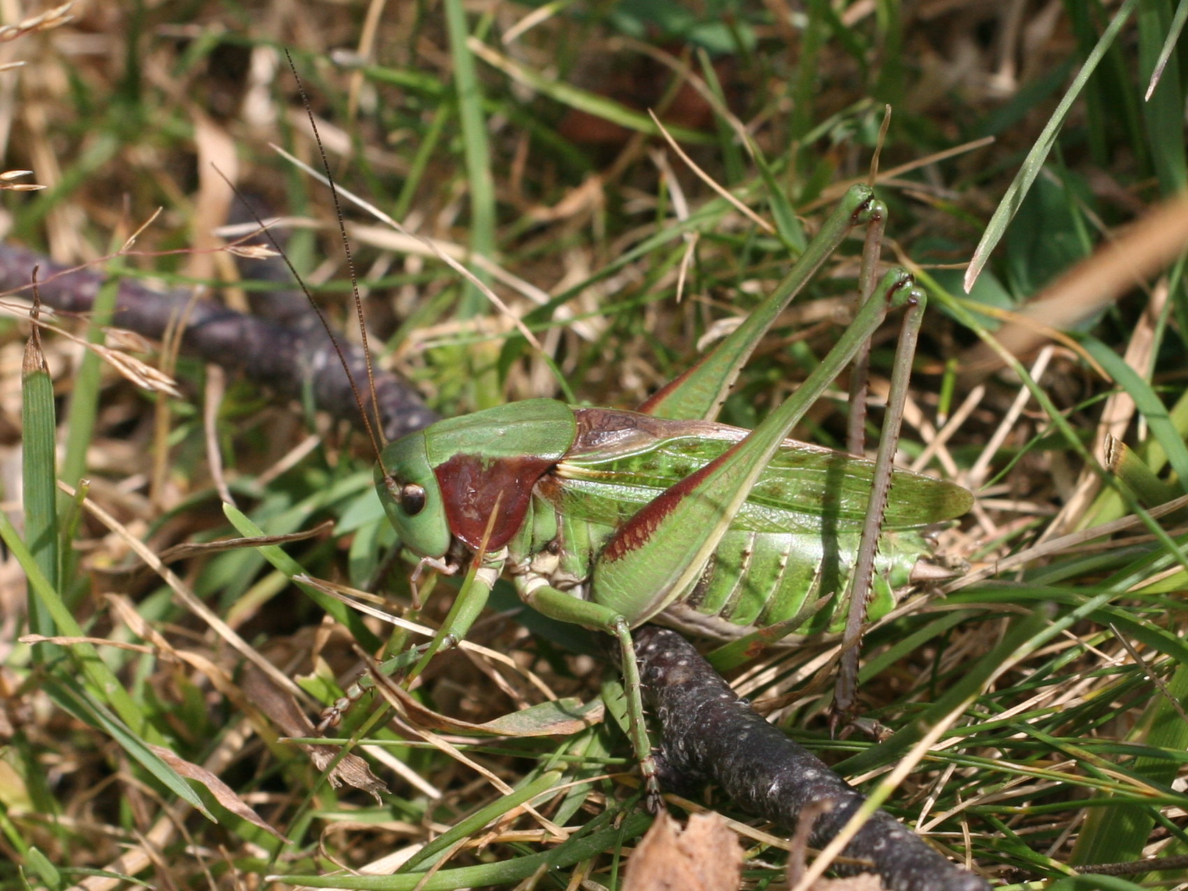 decticus_verrucivorus5md