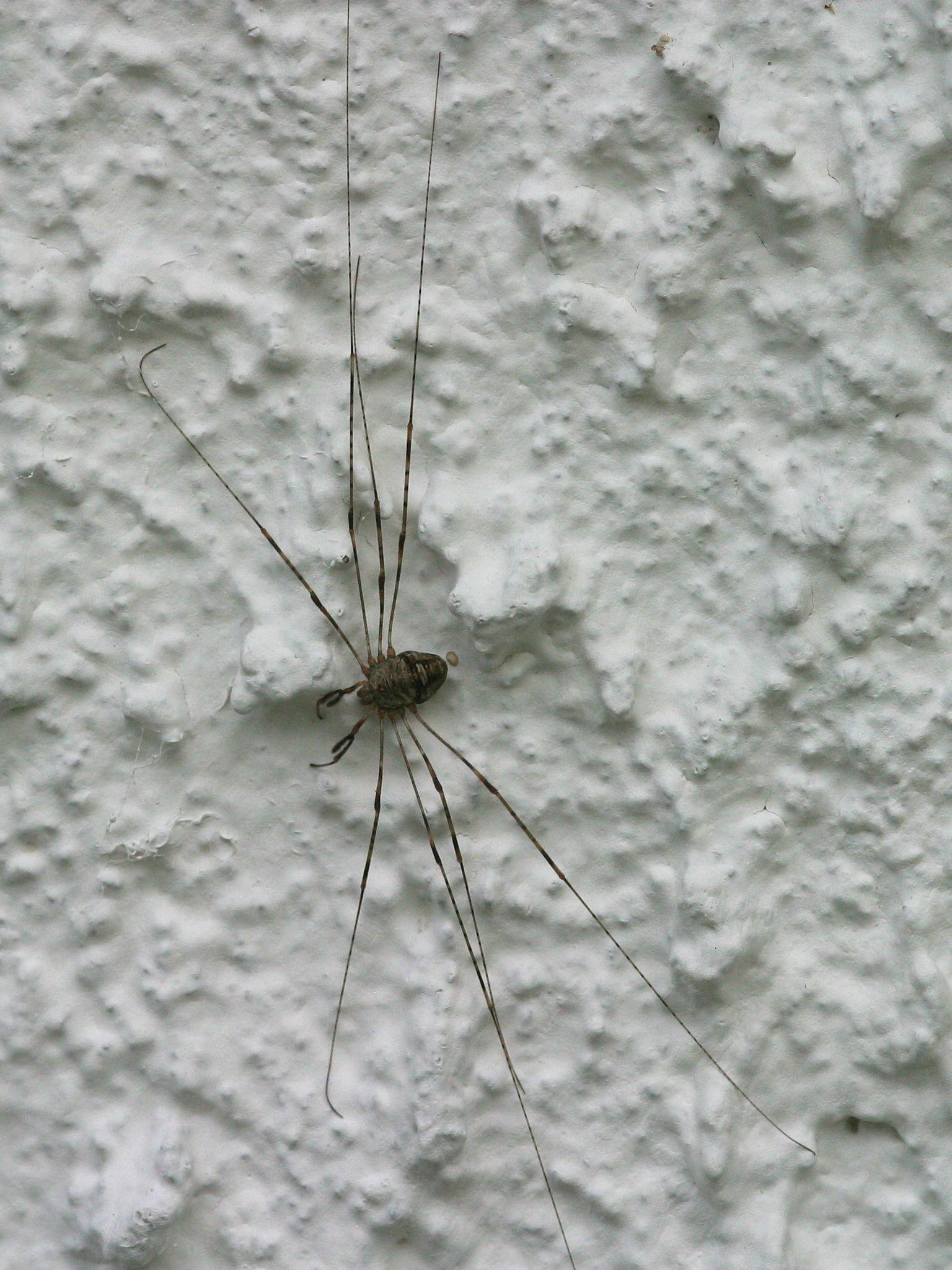 Afficher le média dicranopalpus_ramosus1md dicranopalpus_ramosus1md