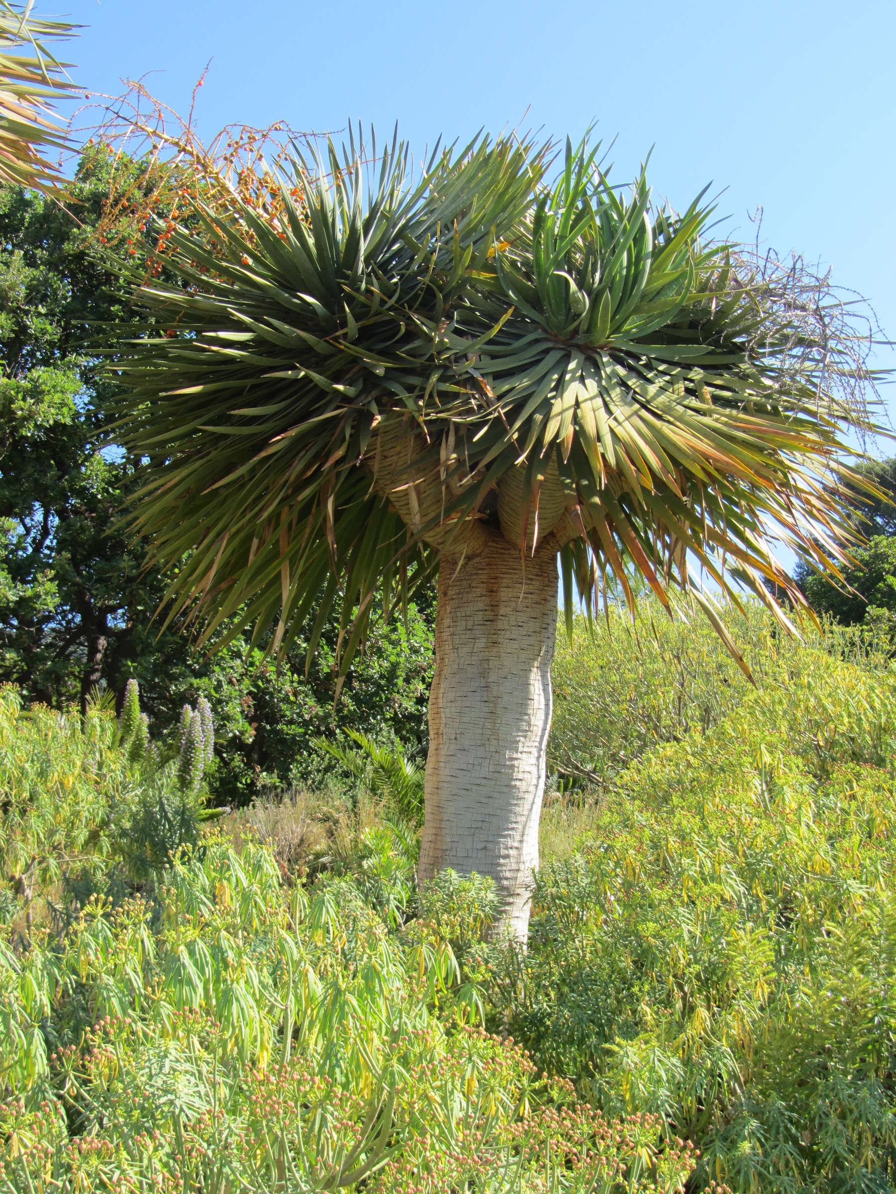 Afficher le média dracaena_draco3mv dracaena_draco3mv