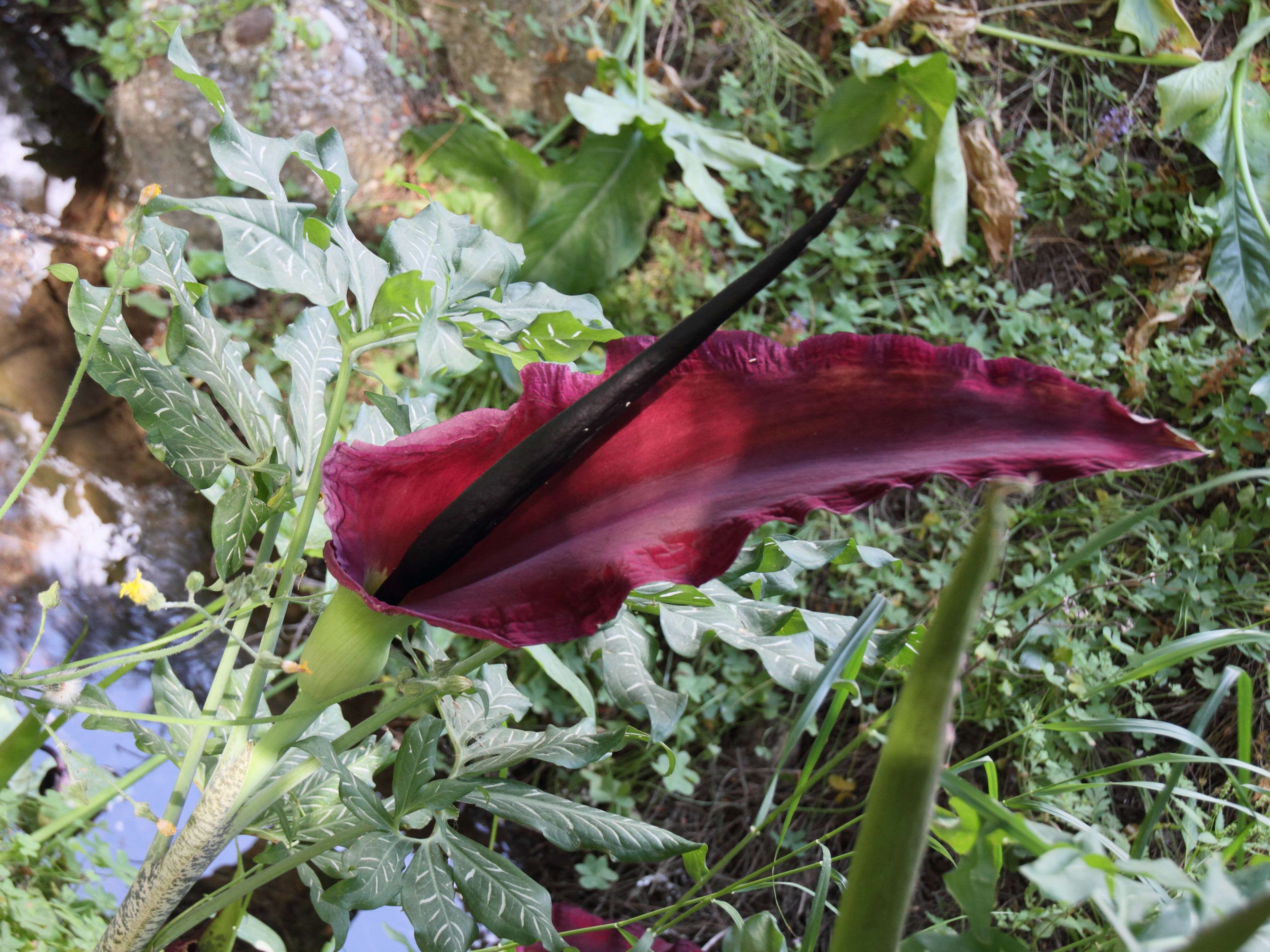 dracunculus_vulgaris4bd