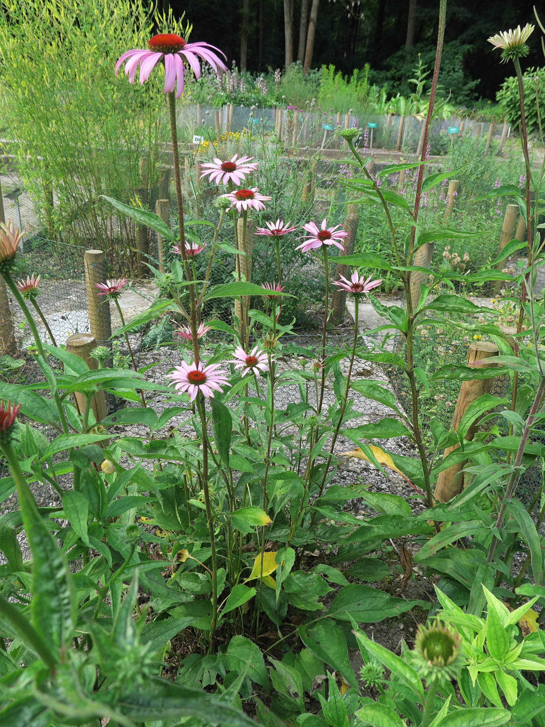 Afficher le média echinacea_purpurea3md echinacea_purpurea3md