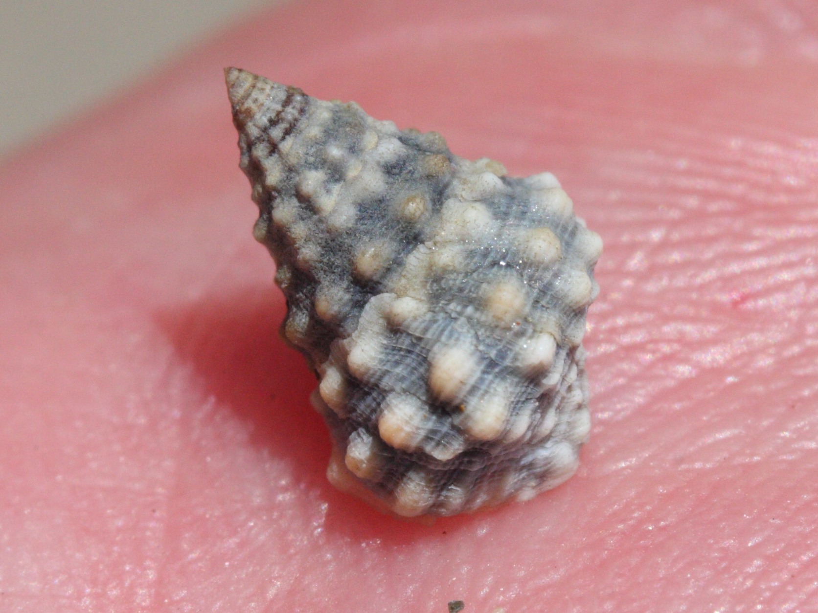 echinolittorina_tuberculata2md