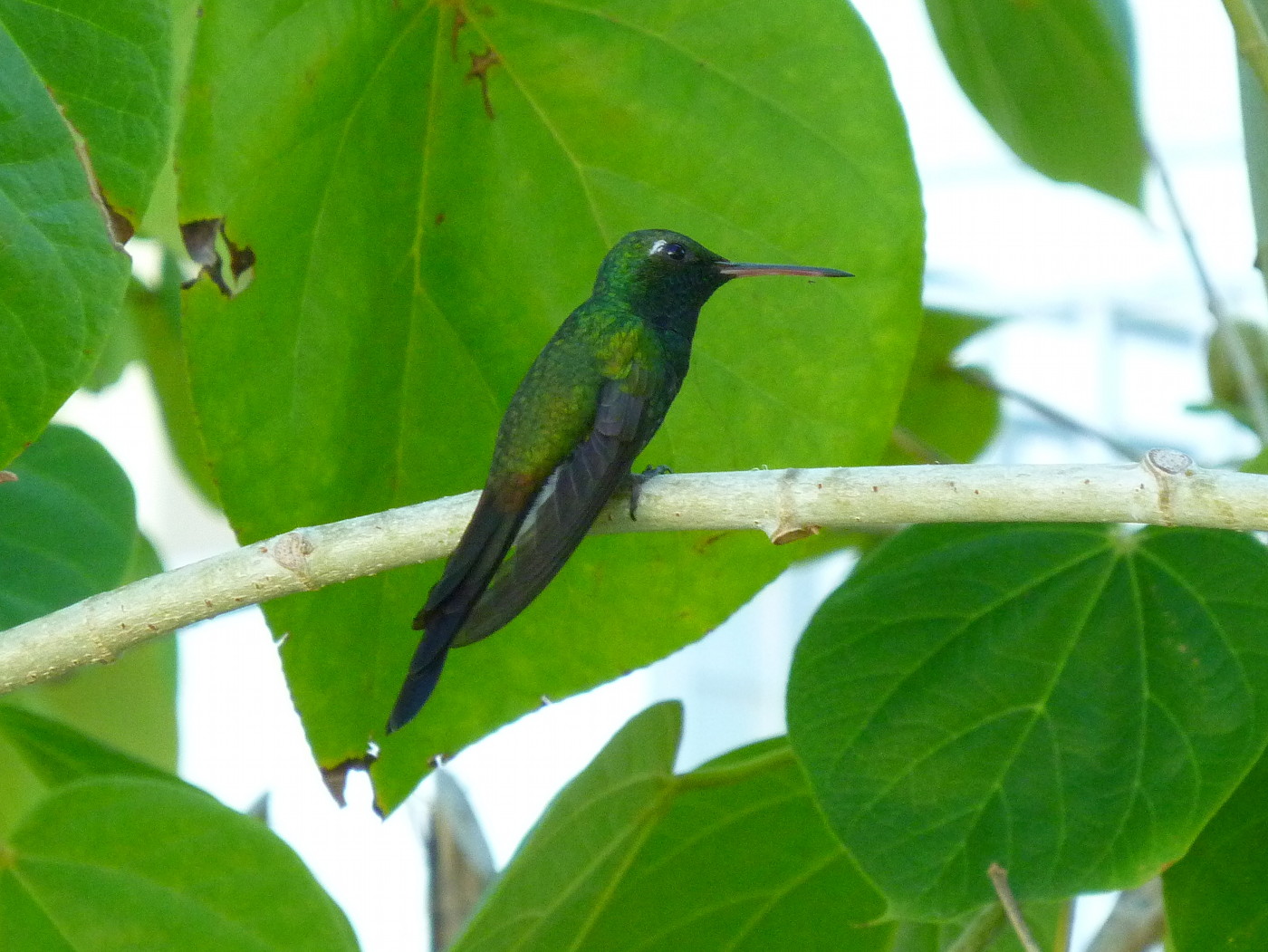 emeraude_de_riccord_-_chlorostilbon_ricordii1fc